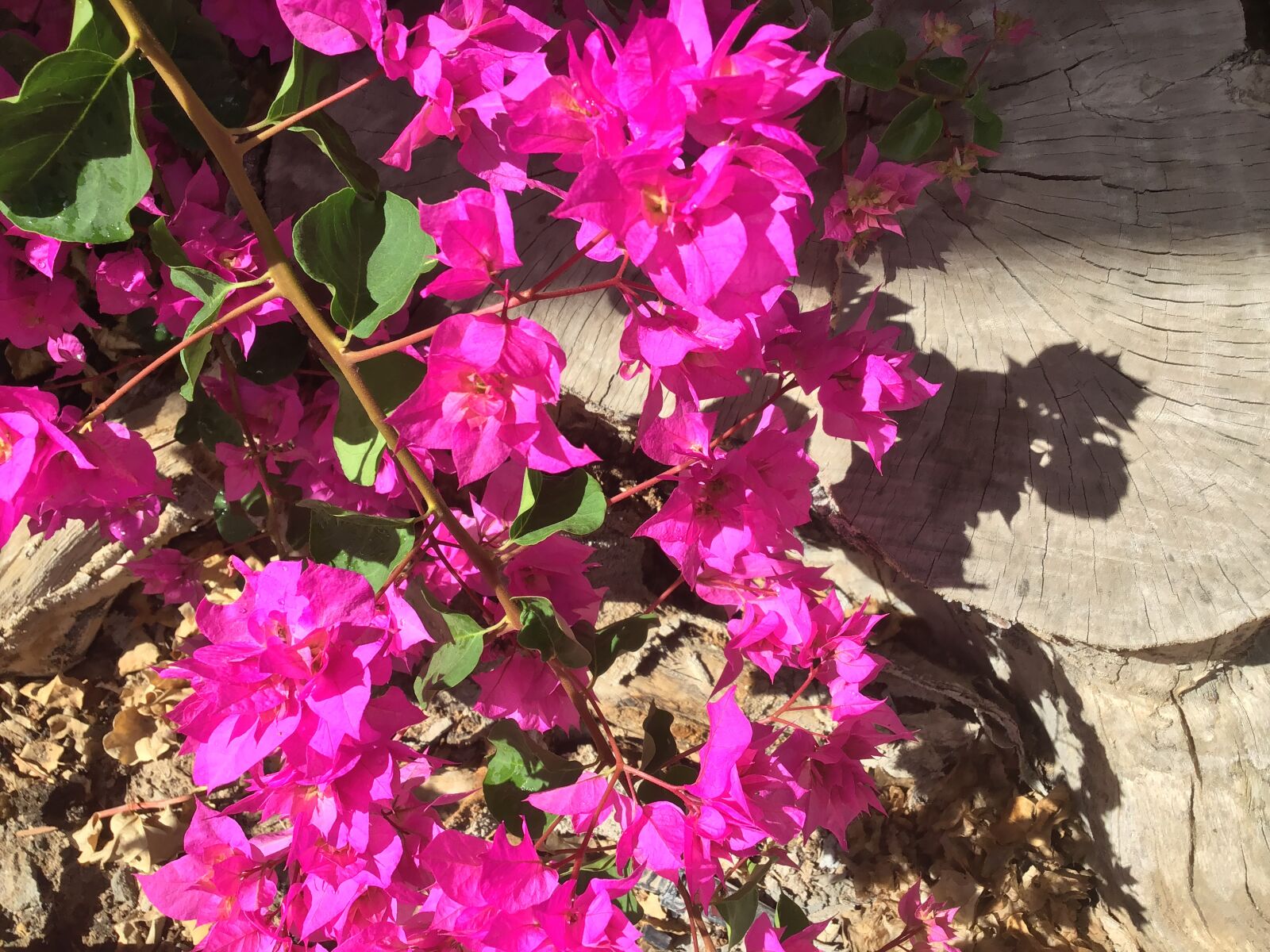 Apple iPad (6th generation) sample photo. Flower, pink, bloom photography