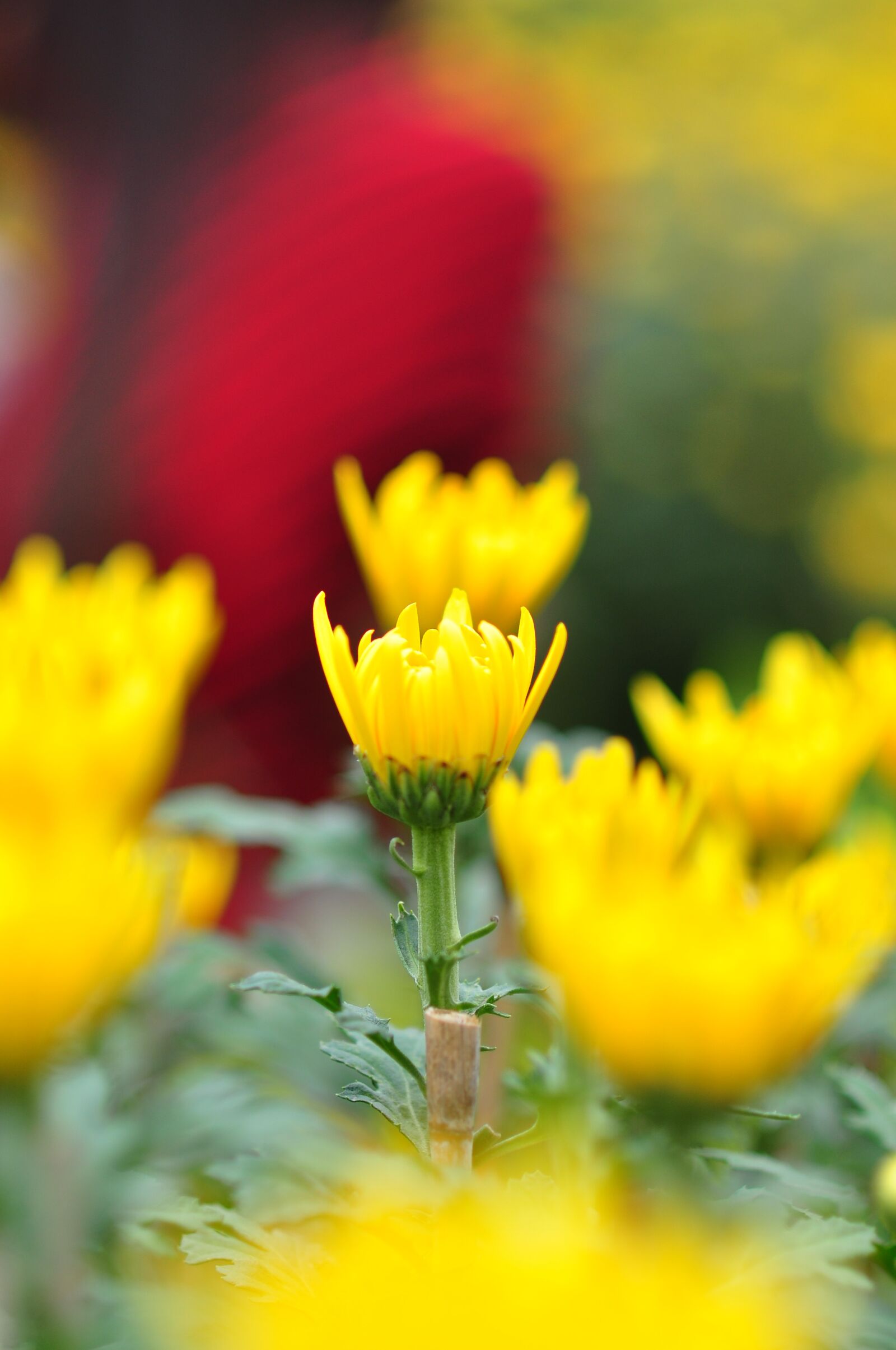 Nikon D90 sample photo. Daisy, floral, green photography