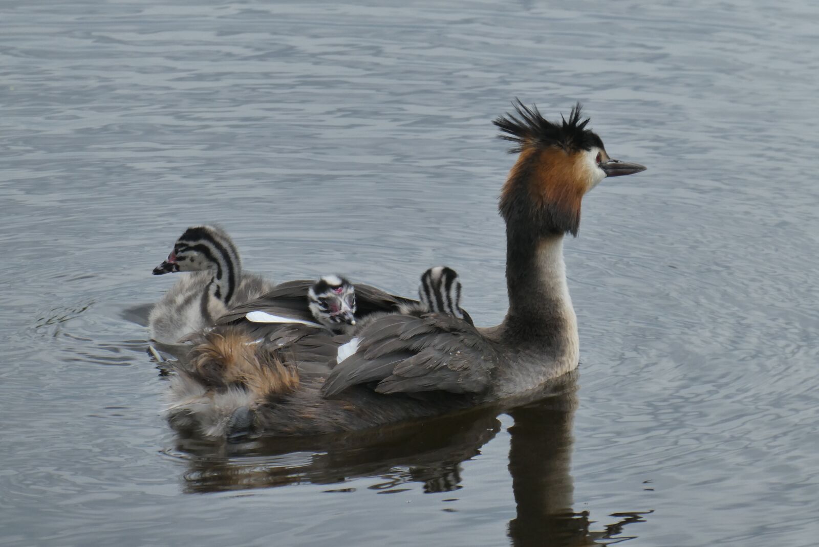 Panasonic Lumix DC-ZS70 (Lumix DC-TZ90) sample photo. Great crested grebe with photography