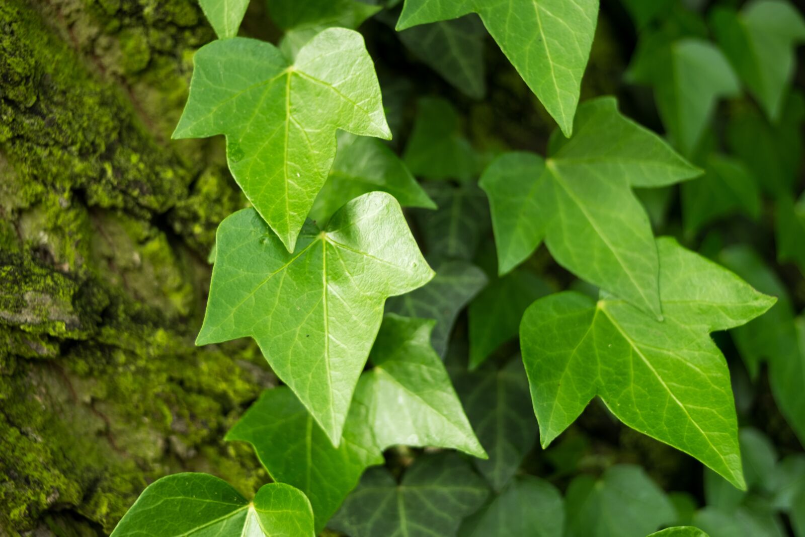 Fujifilm X-T10 sample photo. Ivy, hedera, green photography