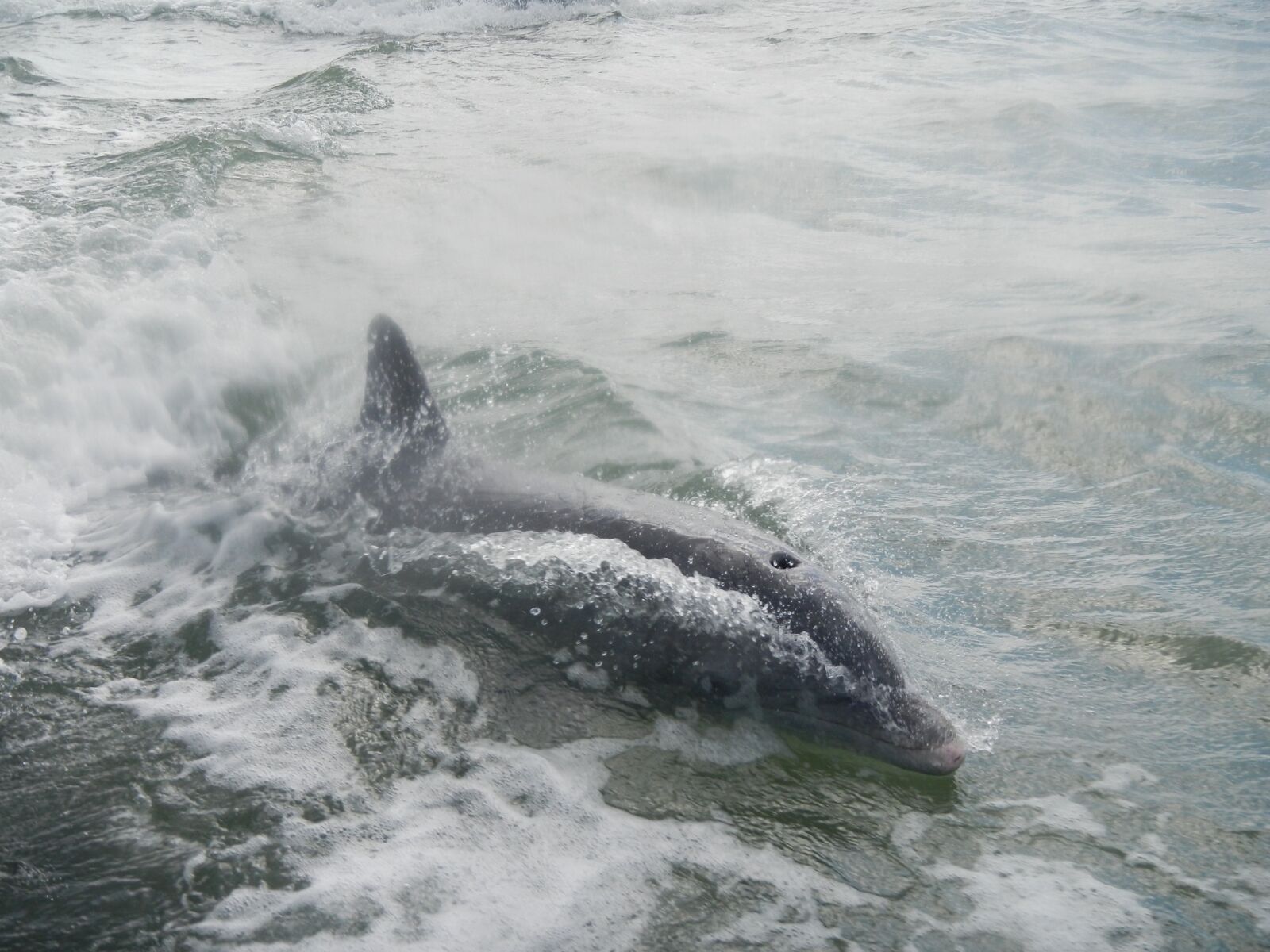Nikon Coolpix AW100 sample photo. Dolphin, florida, mammal photography