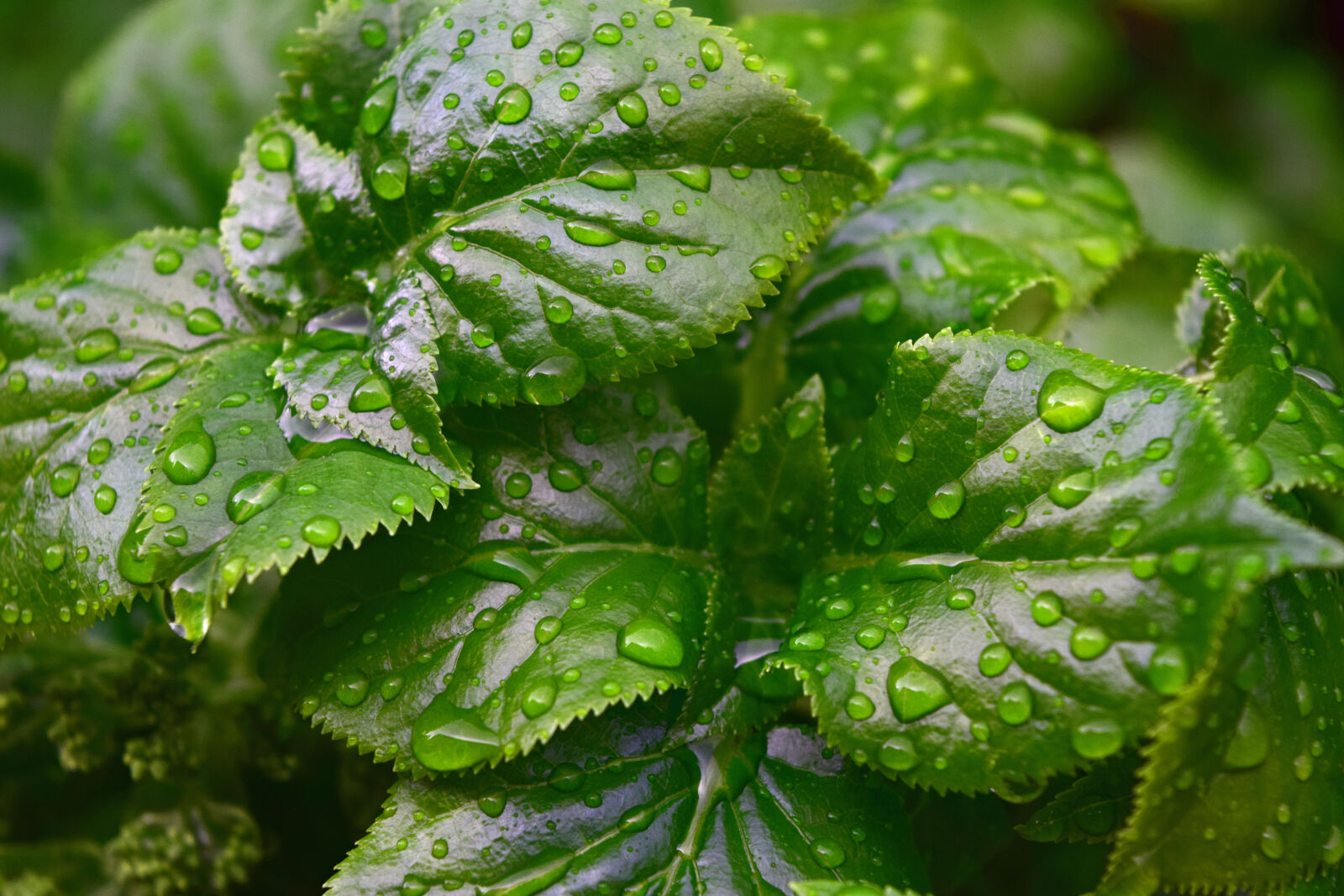 Nikon D3300 sample photo. Rain, drops, on, green photography