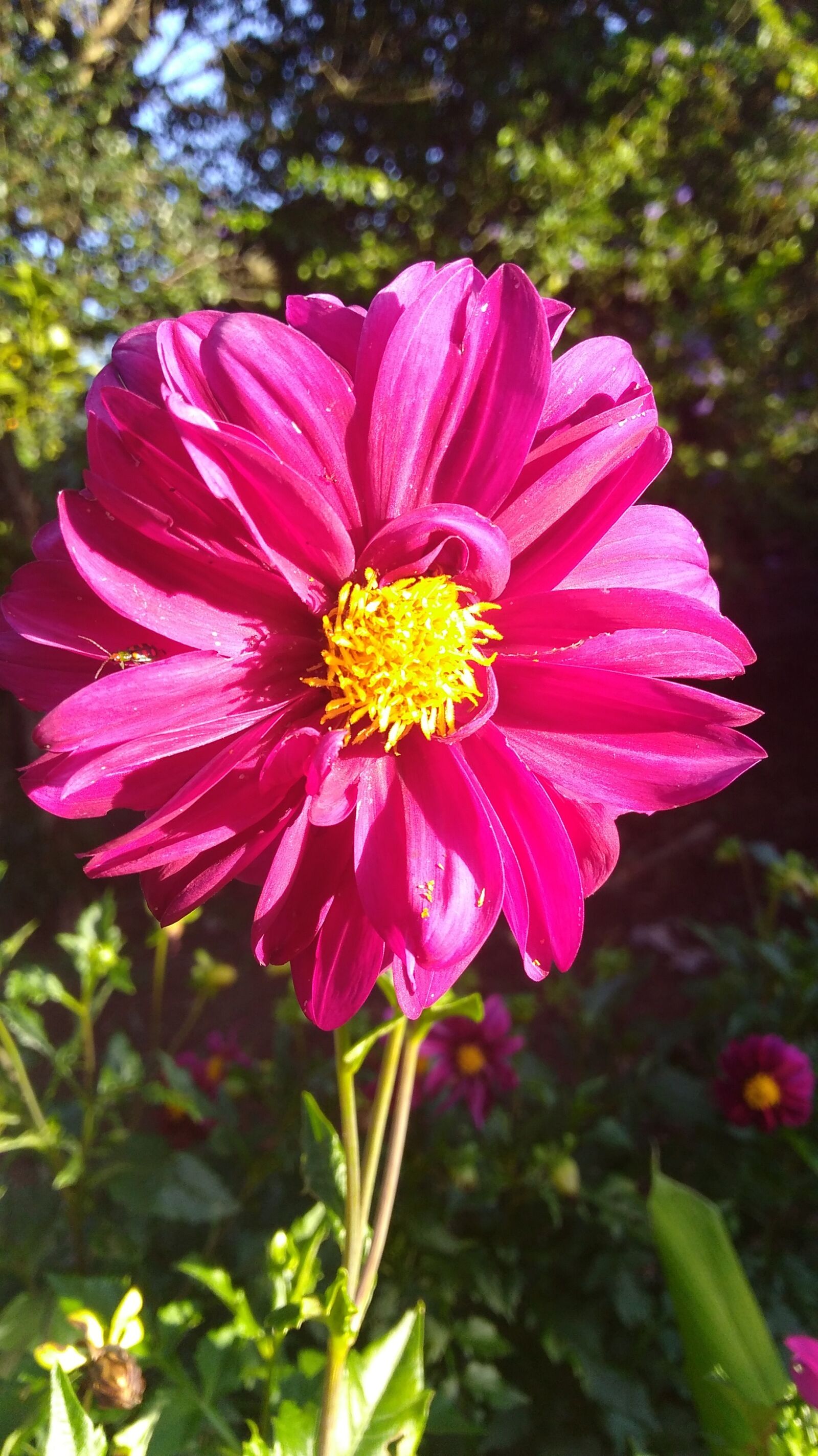 Motorola Moto G Play sample photo. Nature, plant, flower photography