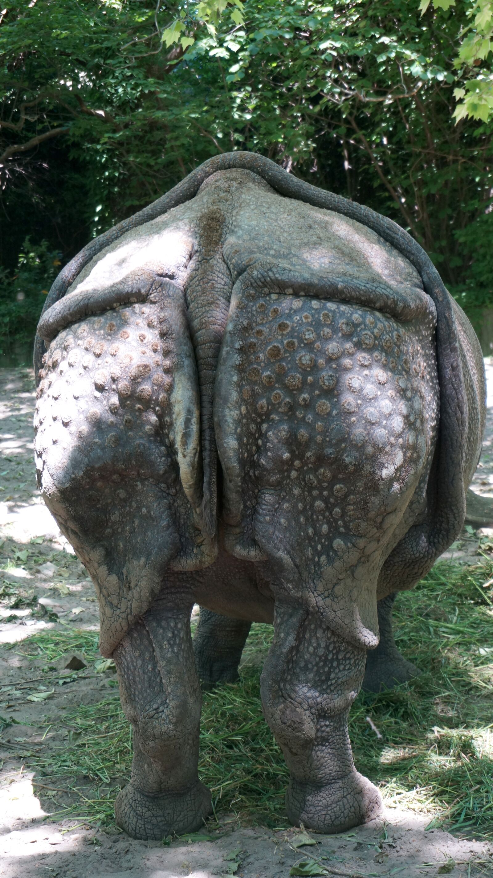 Sony Alpha NEX-6 sample photo. Zoo, rhino, animals photography