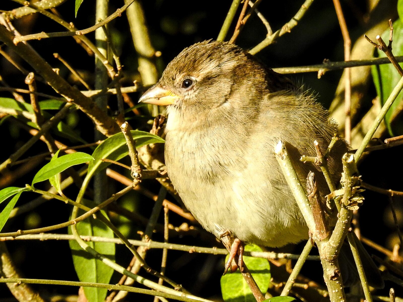Nikon Coolpix P900 sample photo. House sparrow, sperling, bird photography