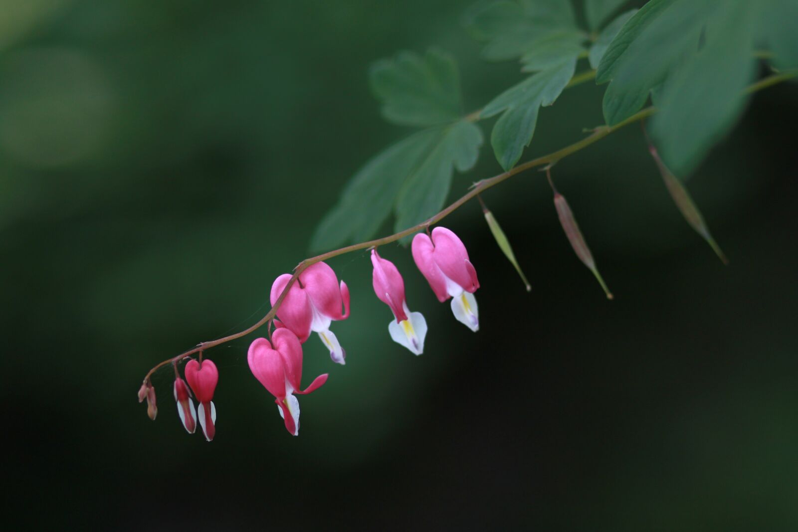 Canon EOS 500D (EOS Rebel T1i / EOS Kiss X3) sample photo. Nature, some people don't photography