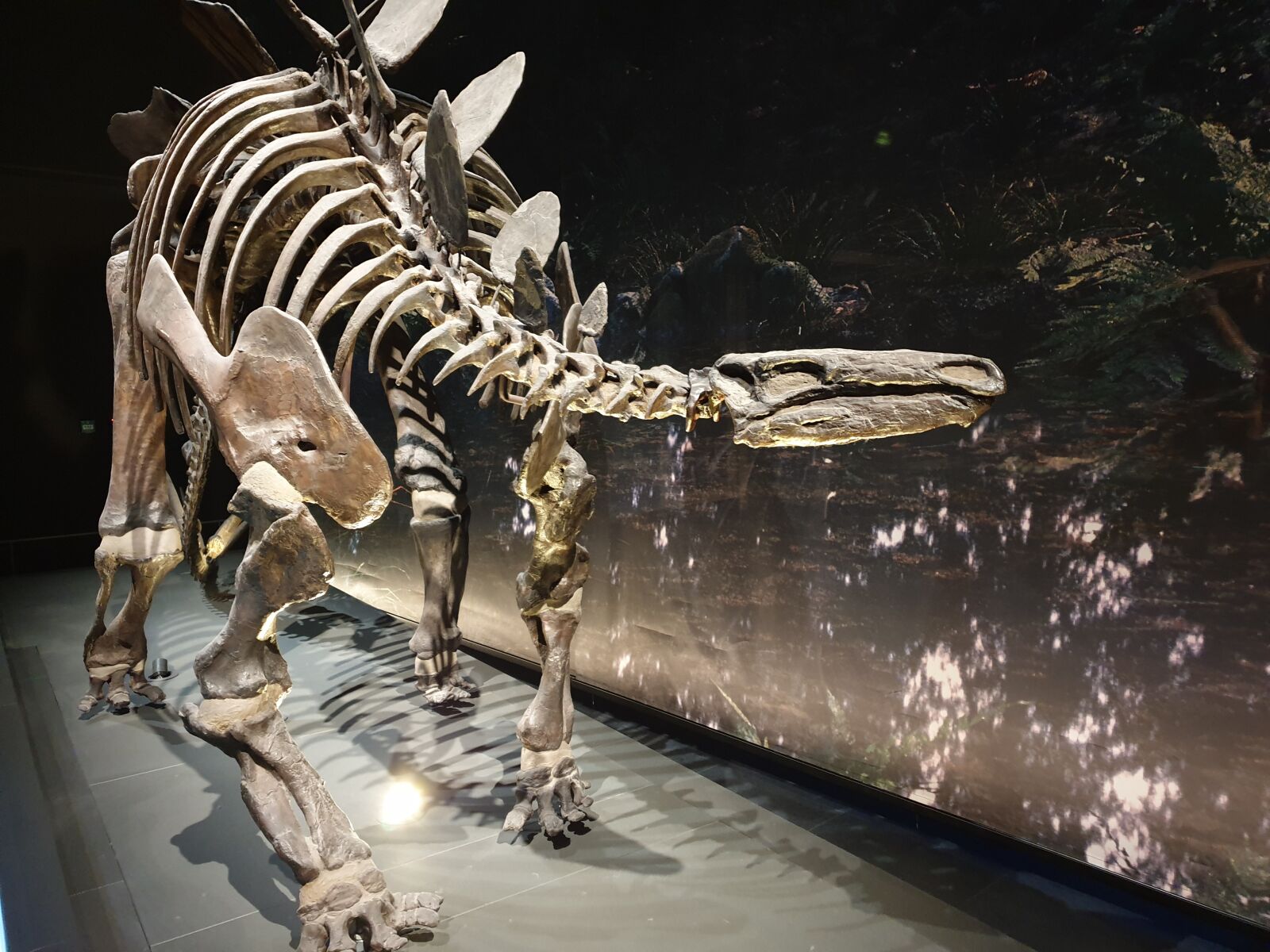 Samsung SM-G965F sample photo. Skeleton, dinosaur, museum photography