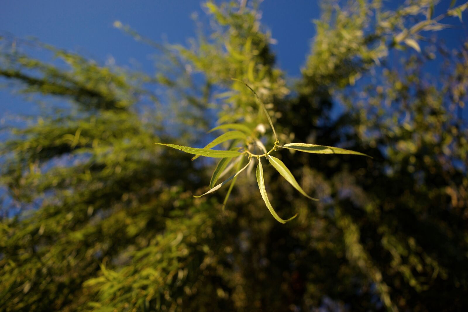 Nikon D3300 sample photo. Weeping willow, green, landscape photography