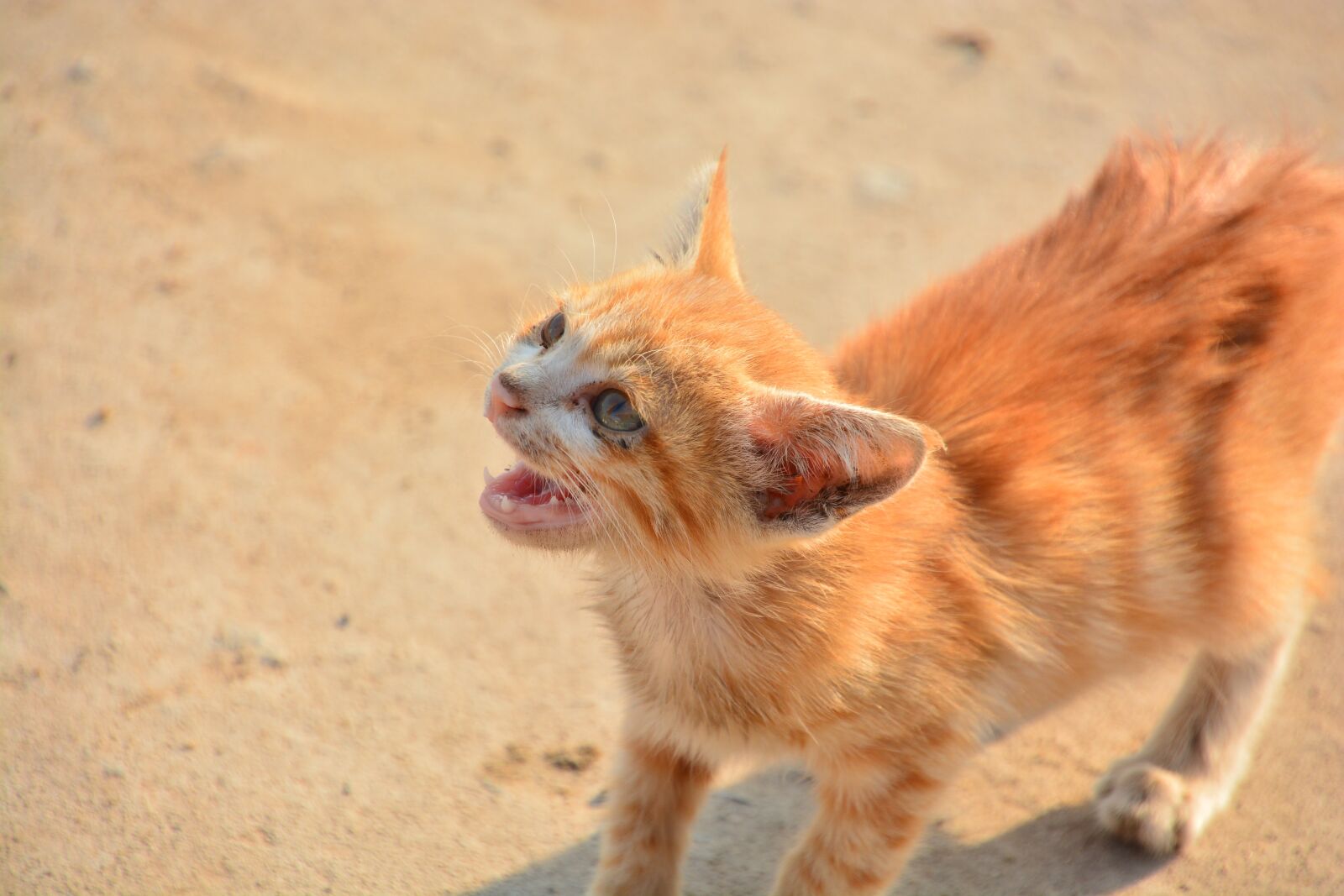Nikon D7100 sample photo. Animal, cute, mammal photography