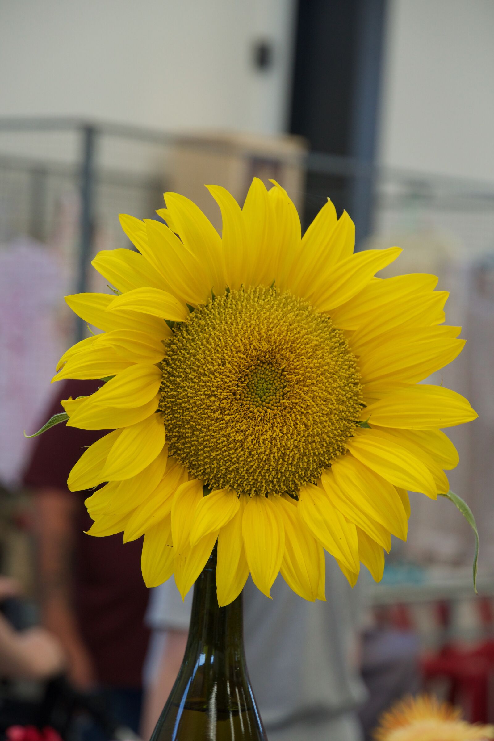 Sony a6500 sample photo. Sunflower, floral, blossom photography
