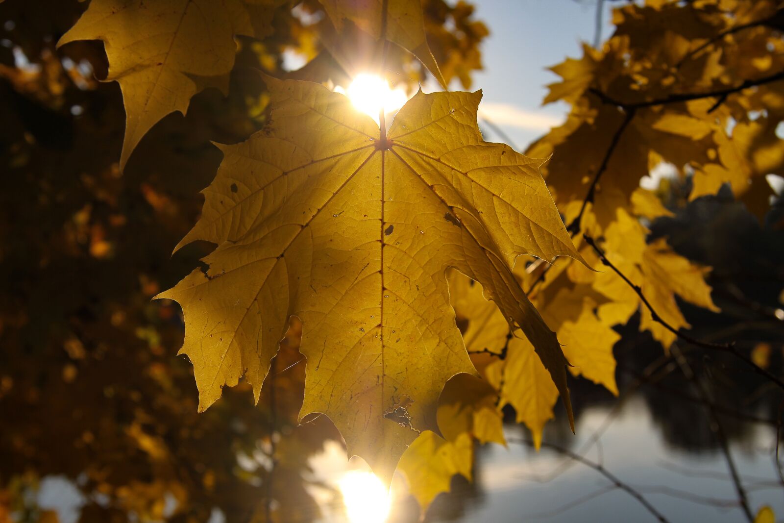 Canon EOS 50D sample photo. Autumn, leaf, sun photography