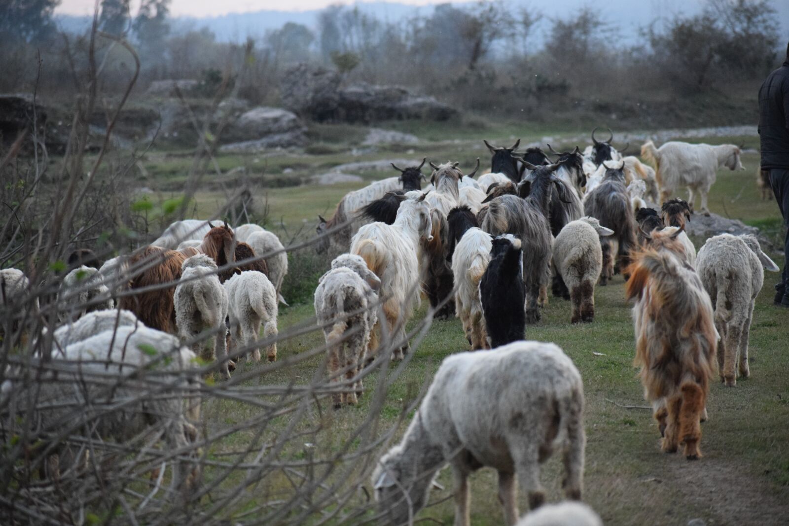 Nikon D3300 sample photo. Livestock, sheep, goats photography