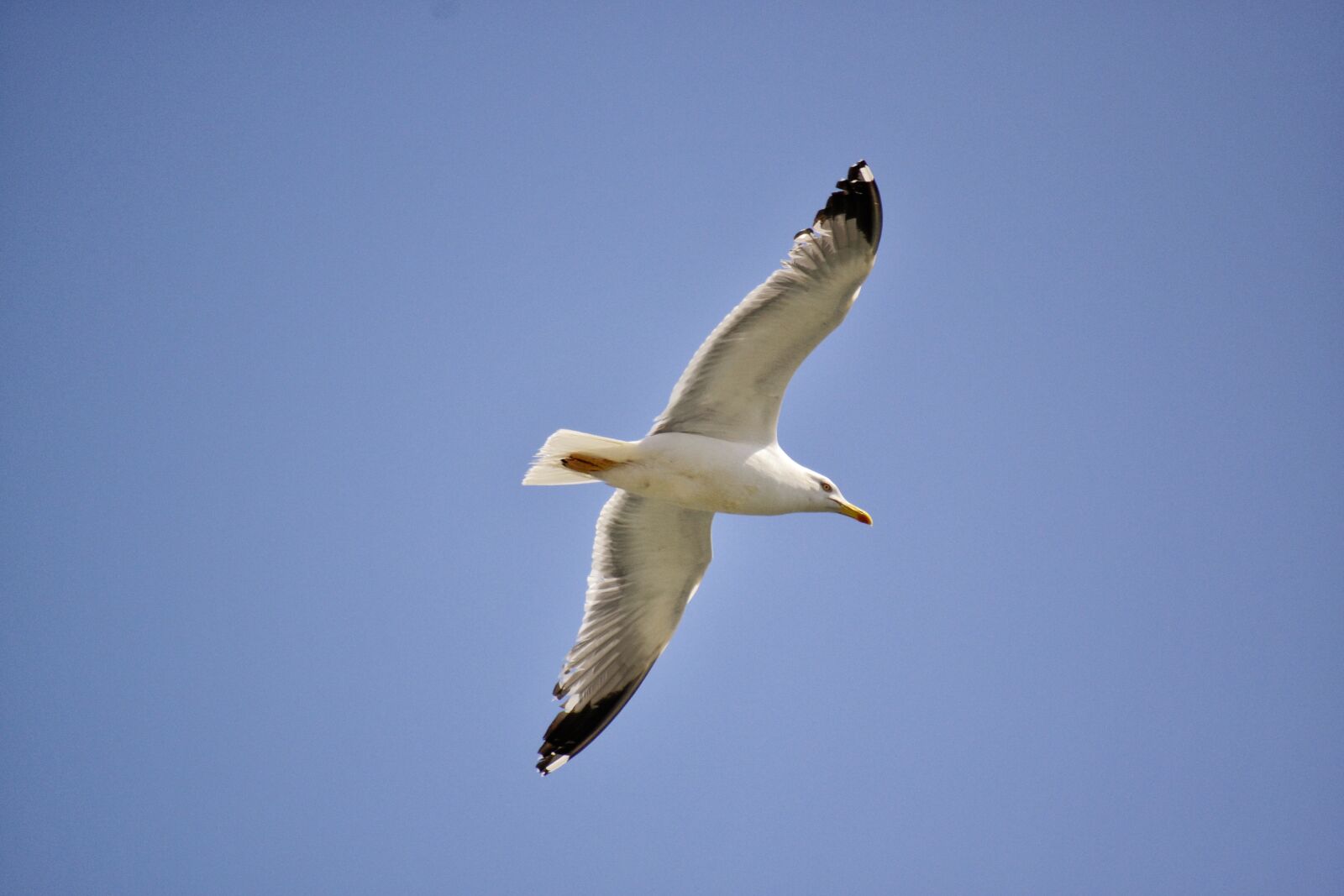 Nikon D3100 sample photo. Bird, sky, blue photography