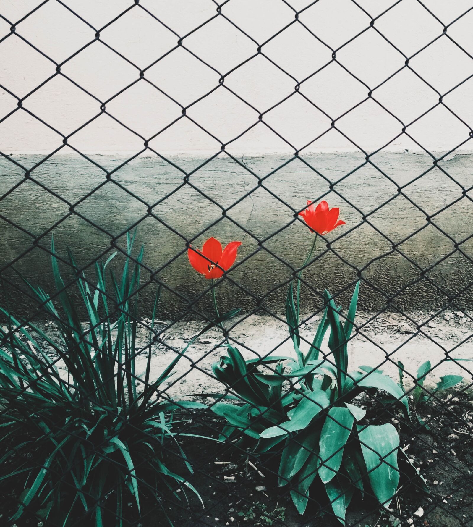 Xiaomi Redmi 4X sample photo. Flowers, fence, spring photography