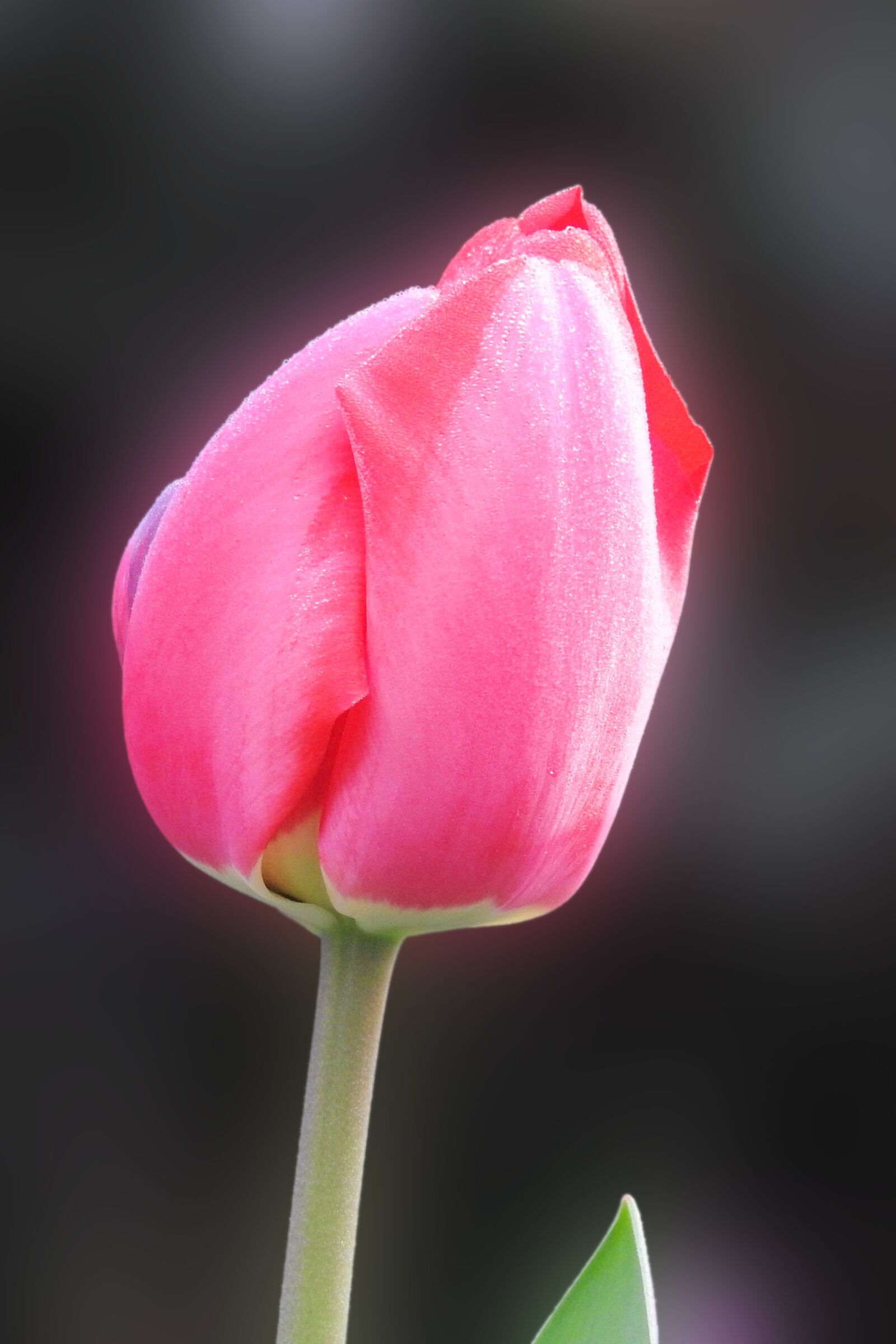 Nikon Coolpix P900 sample photo. Nature, flower, tulip photography