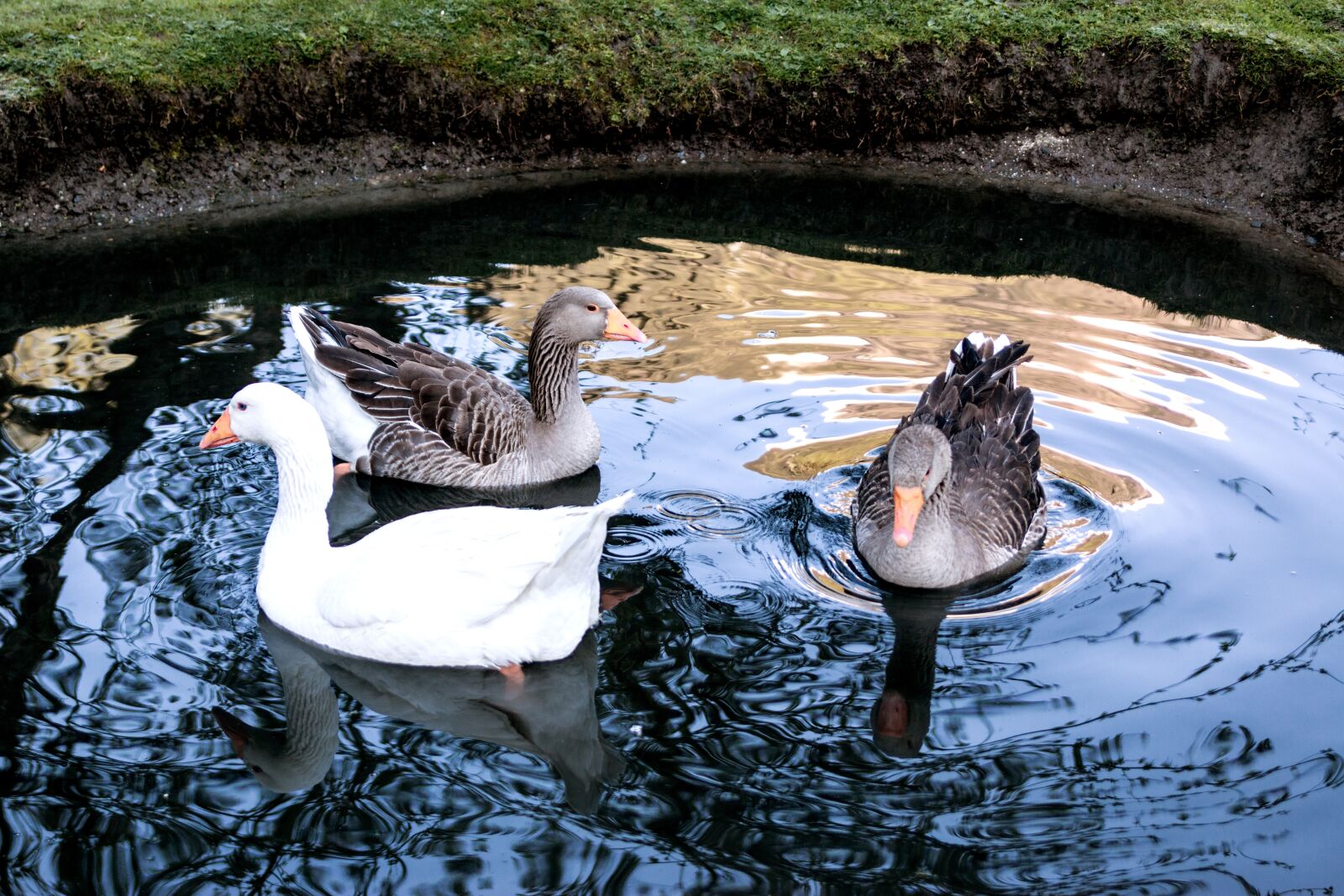 Canon EOS 70D sample photo. Goose, geese, poultry photography