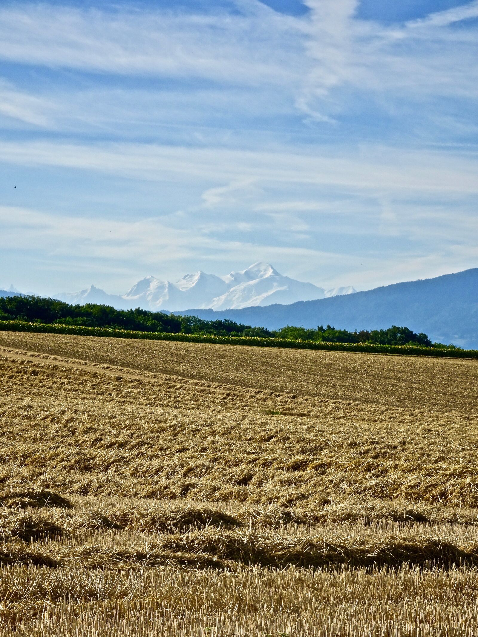 Sony Cyber-shot DSC-HX90V sample photo. Wheat, agriculture, field photography