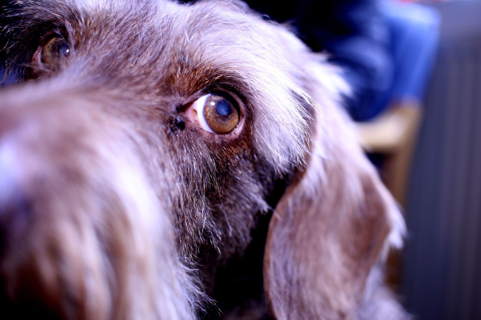 Canon EF-S 24mm F2.8 STM sample photo. Dog, dachshund, pet photography