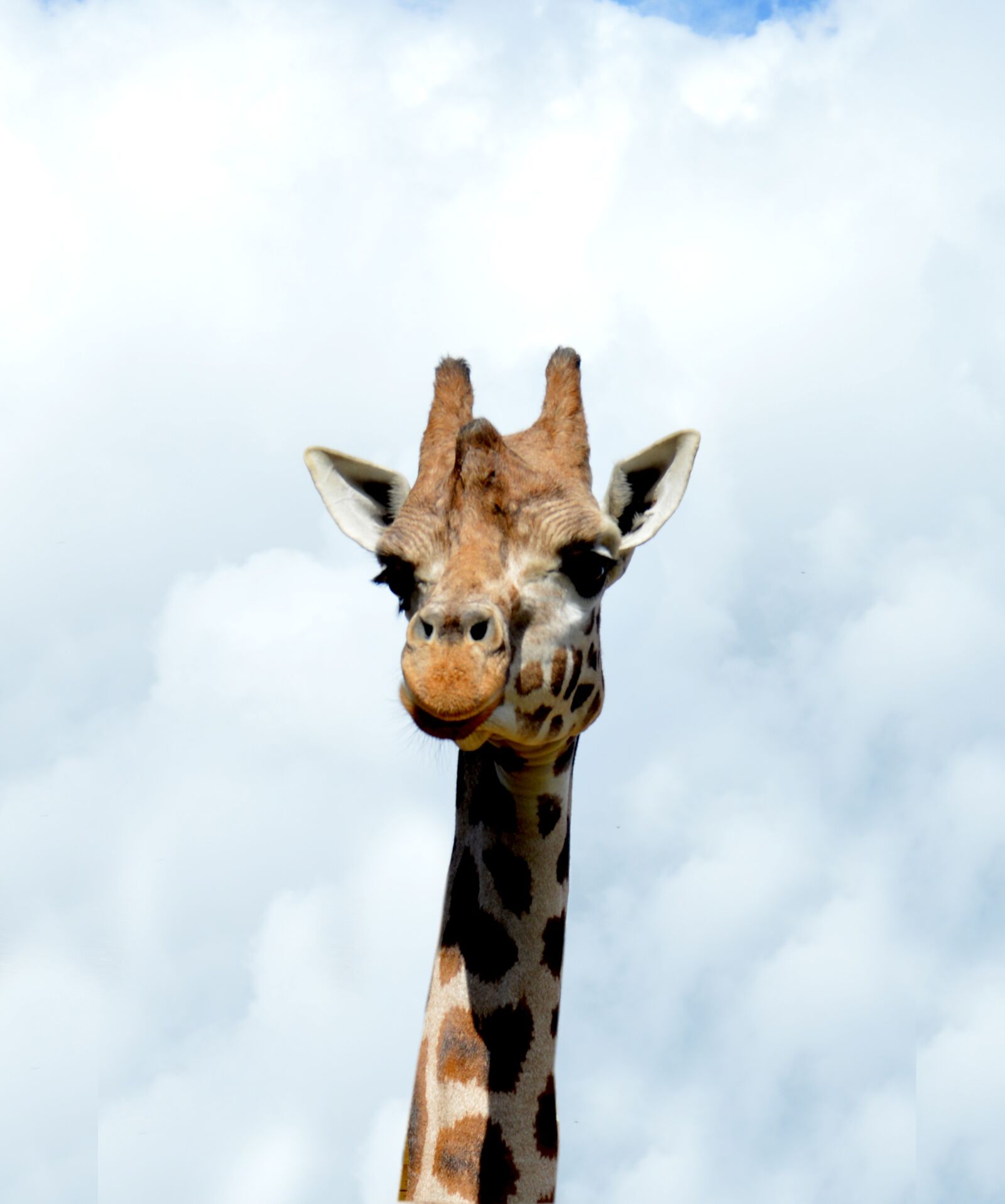 Nikon D3200 sample photo. Giraffe, animal, zoo photography