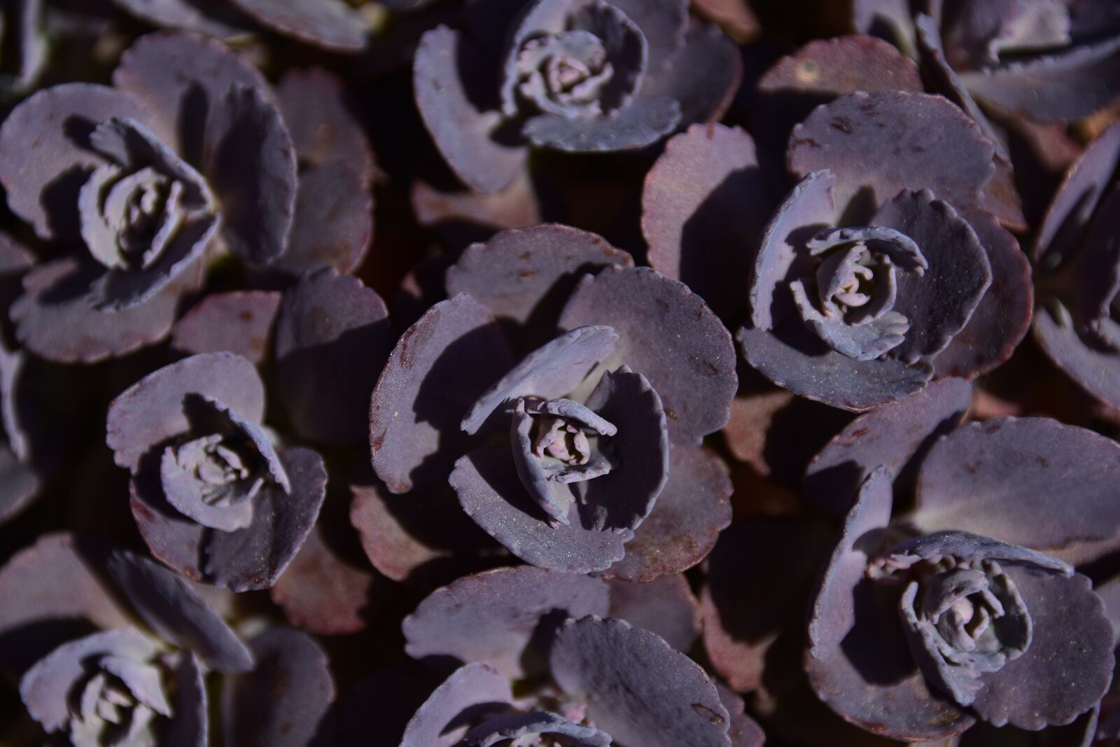 Nikon D5600 sample photo. Plant, purple, blossom photography