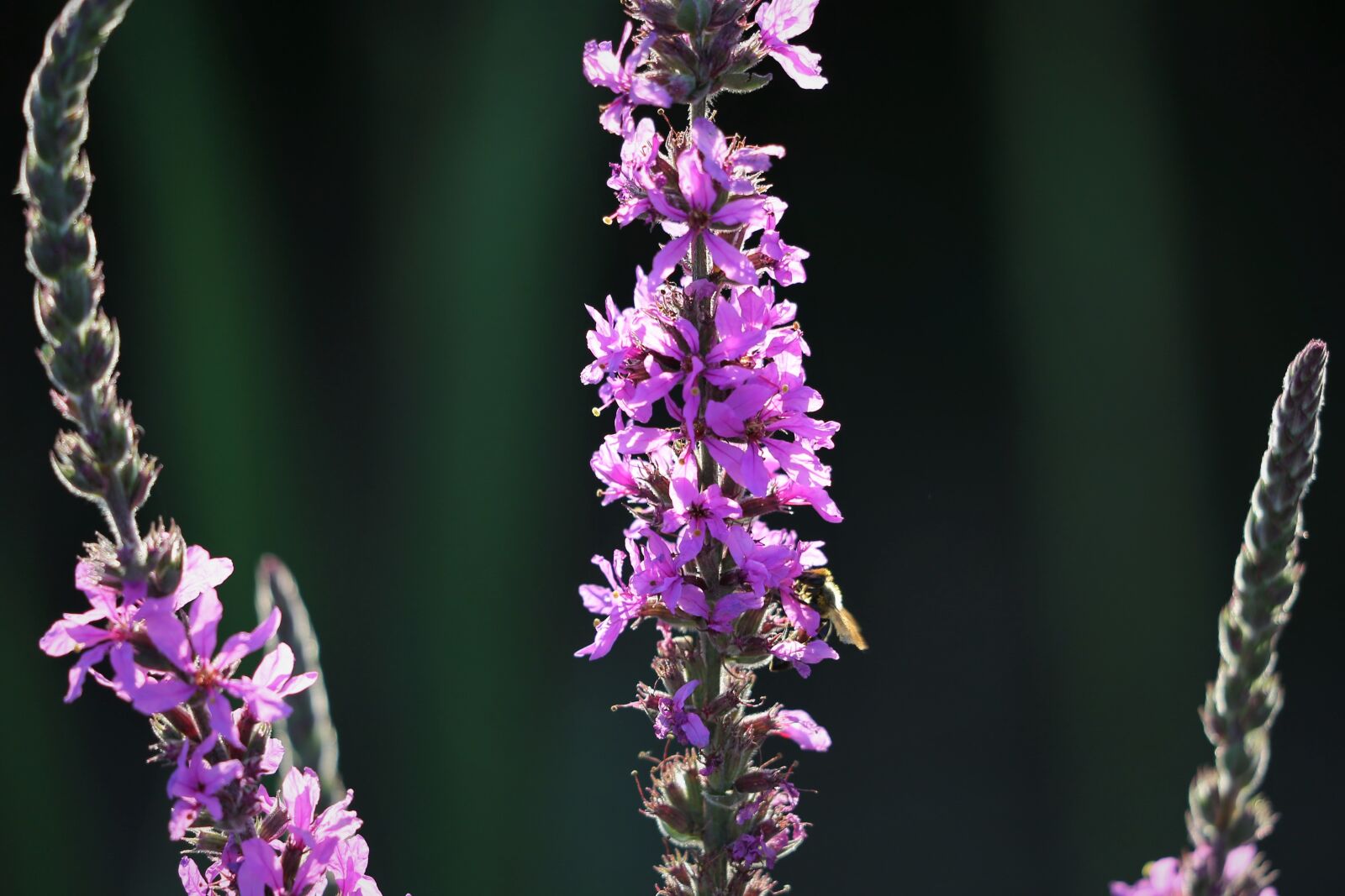 Canon EF 70-300 F4-5.6 IS II USM sample photo. Red fox speedwell, veronica photography
