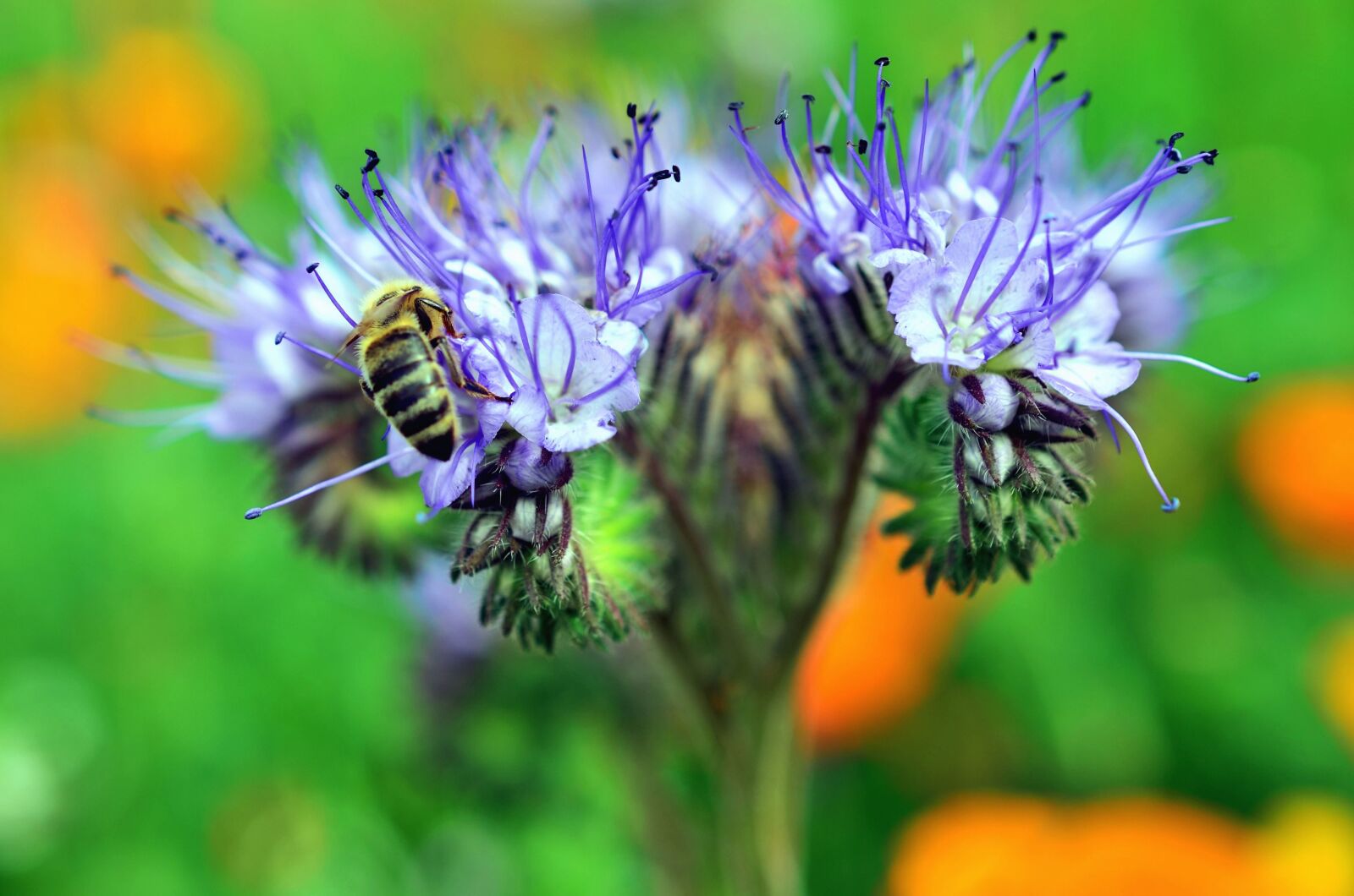 Nikon D5100 sample photo. Bee, flower, honey, pollen photography