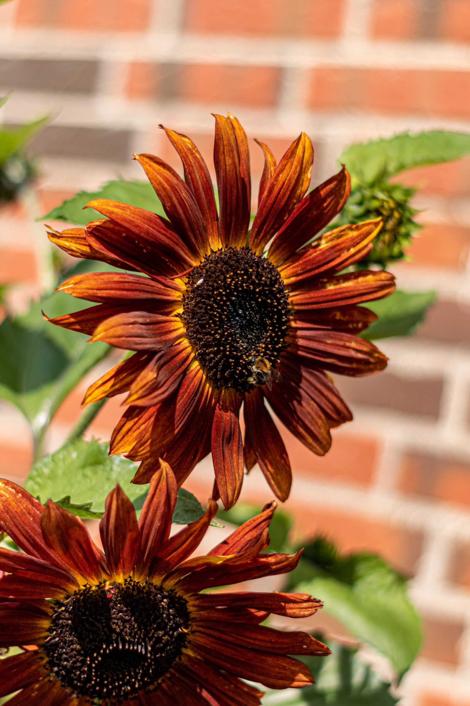 YN50mm f/1.8 II sample photo. Red sunflower, bee, petals photography
