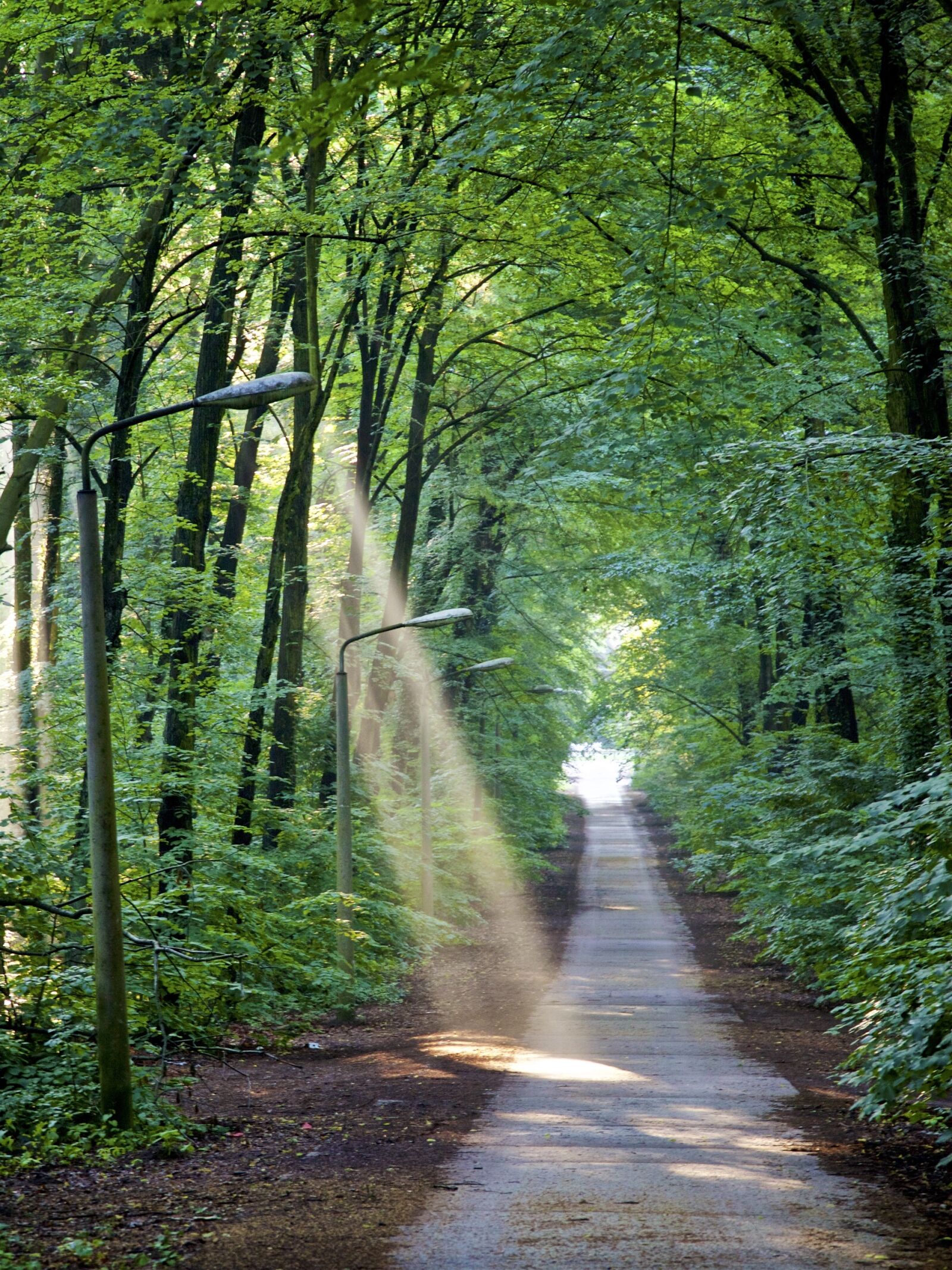 Canon EOS 5D Mark II sample photo. Light cone, forest, green photography