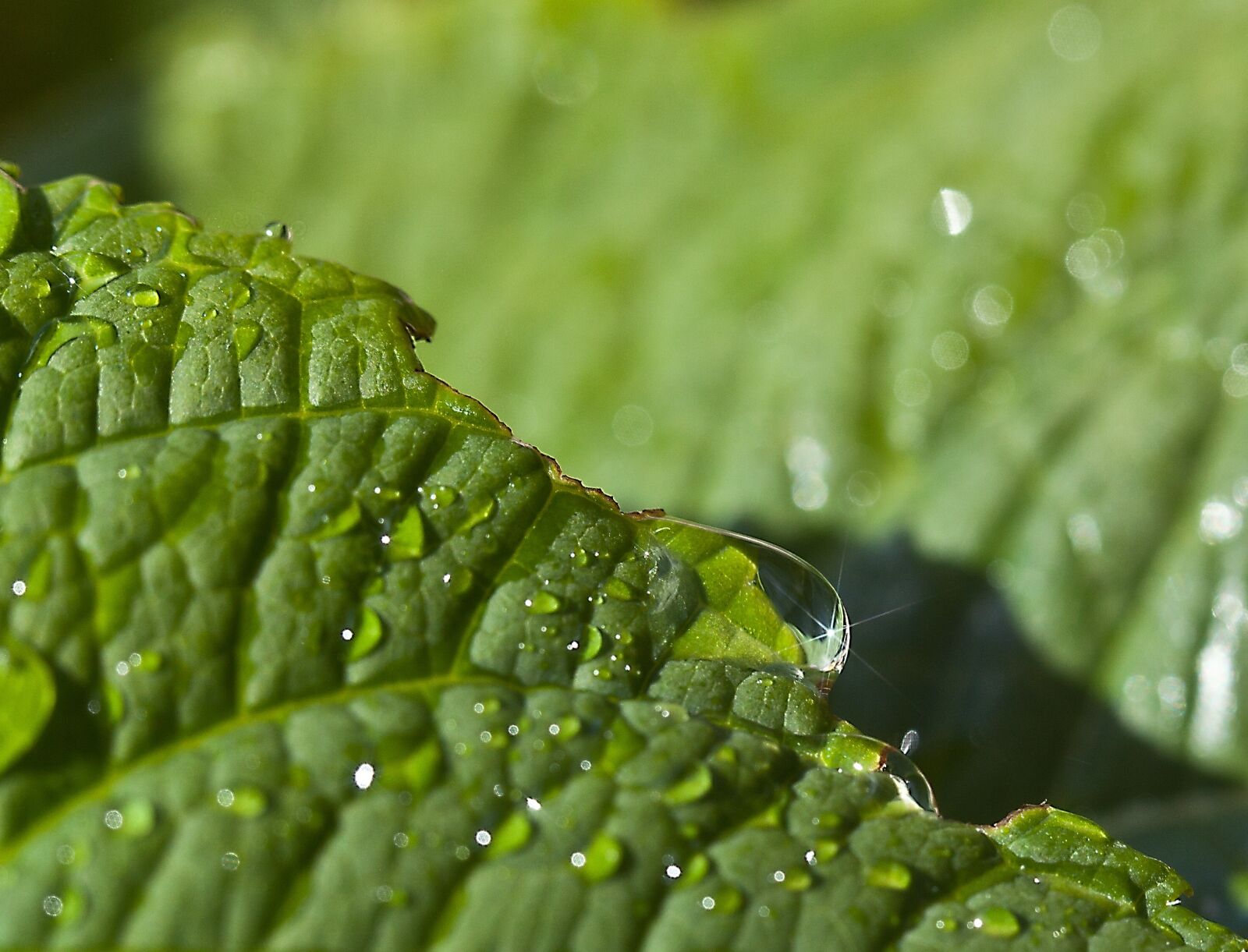 Canon EOS 5D Mark II sample photo. Leaf, green, leaf dahlias photography
