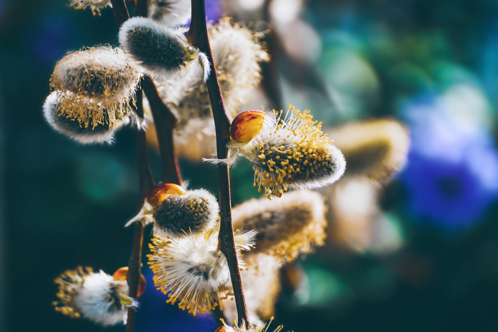 Sony DT 55-300mm F4.5-5.6 SAM sample photo. Willow catkin, flowers, spring photography