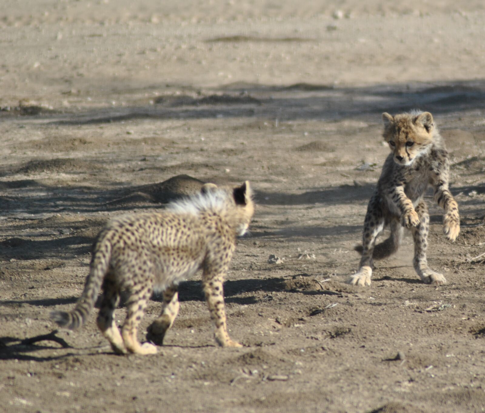Nikon D3000 sample photo. Mammal, wildlife, animal photography