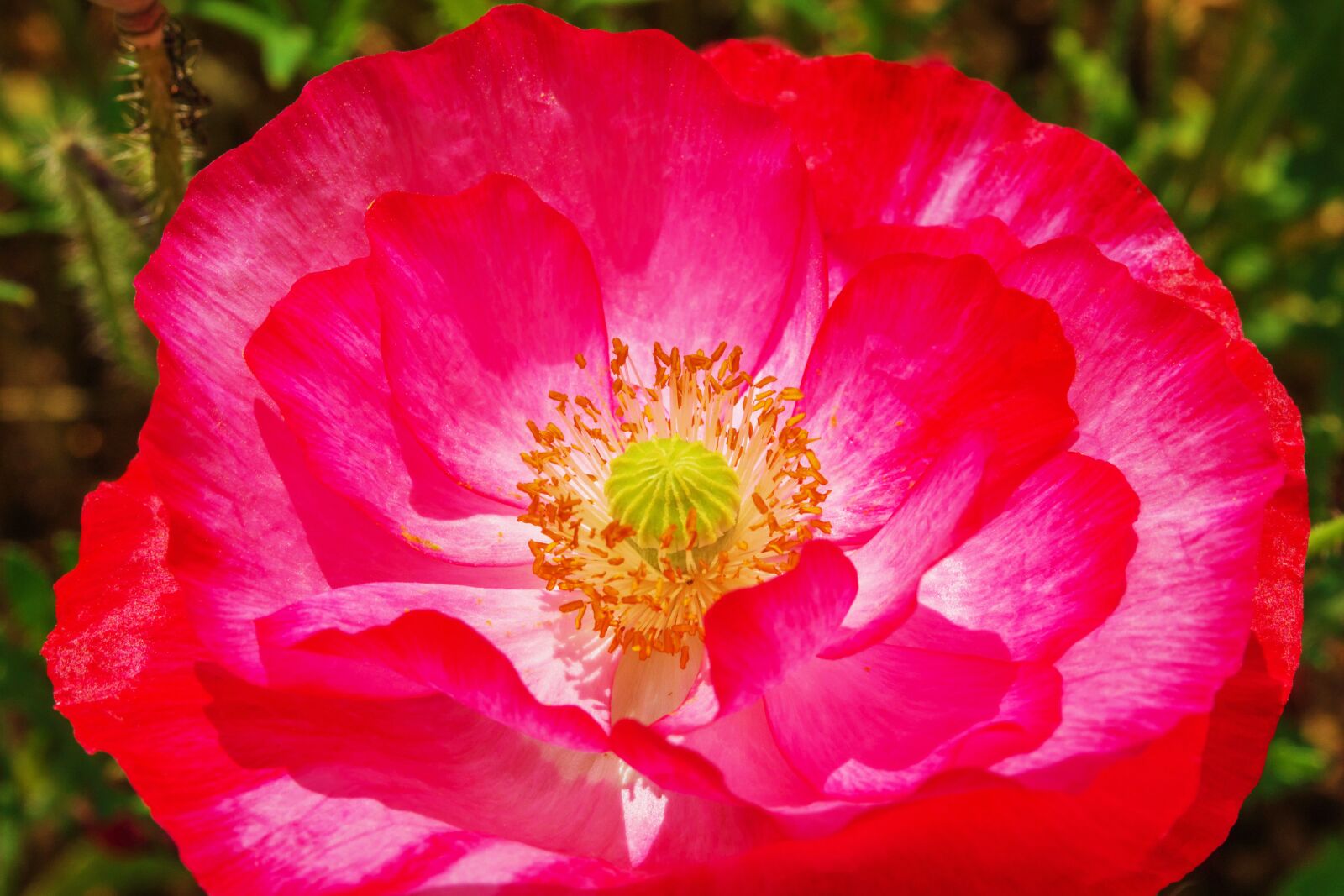 Sony Cyber-shot DSC-RX10 IV sample photo. Poppy, flowers, plants photography