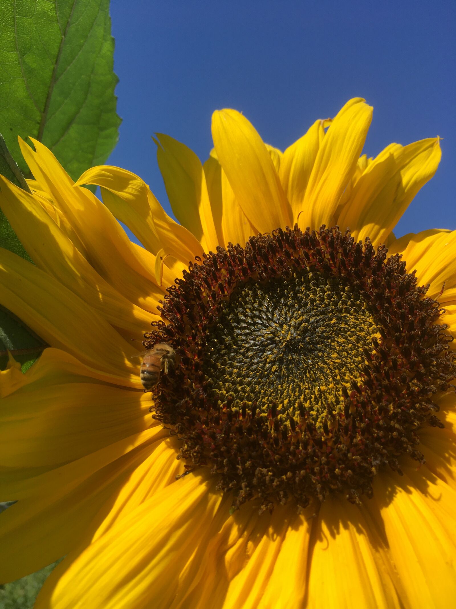 Apple iPhone SE (1st generation) sample photo. Sunflower, bee, blue sky photography