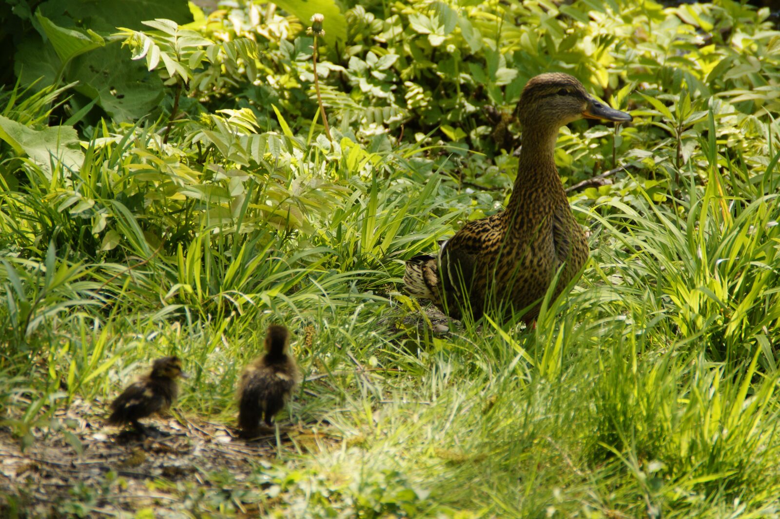 Sony SLT-A58 sample photo. Duck, mallard, female photography