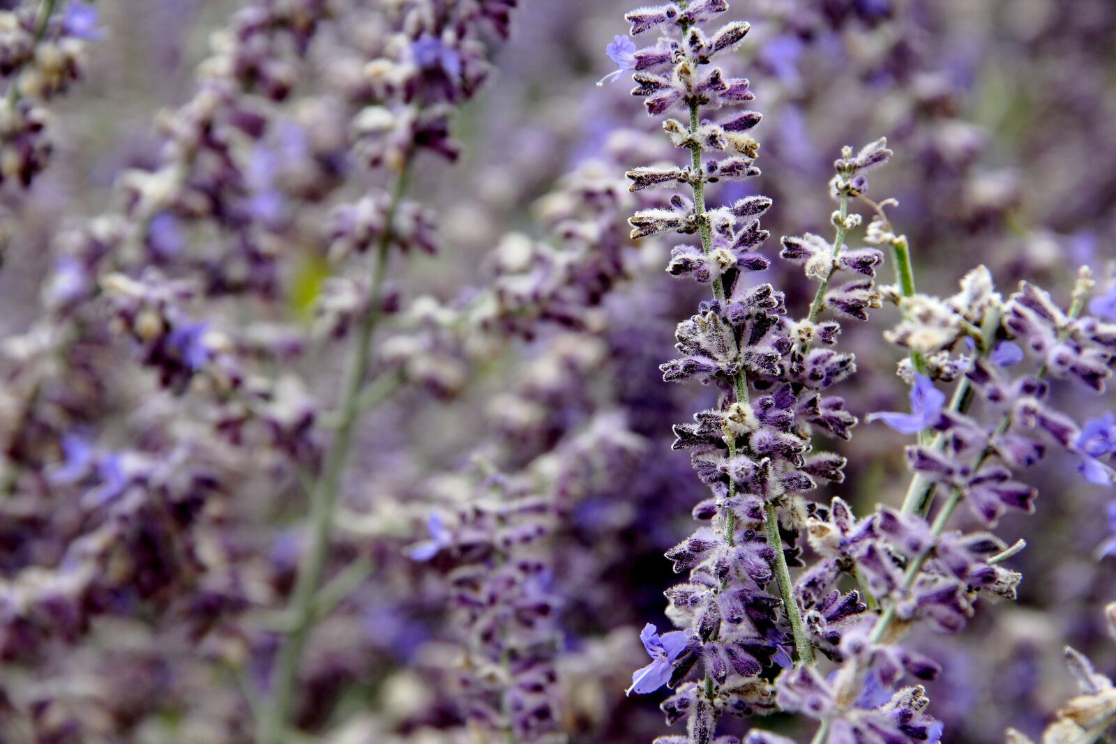 Canon EOS 550D (EOS Rebel T2i / EOS Kiss X4) sample photo. Lavender, purple, nature photography