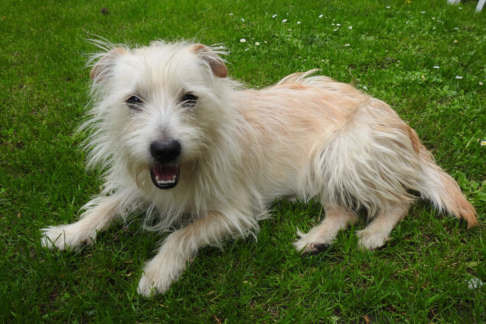 Nikon Coolpix P900 sample photo. Dog house, pets, mammals photography