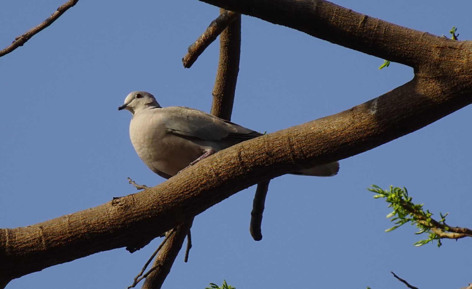 Sony DSC-WX800 sample photo. Bird, dove, eurasian collared photography