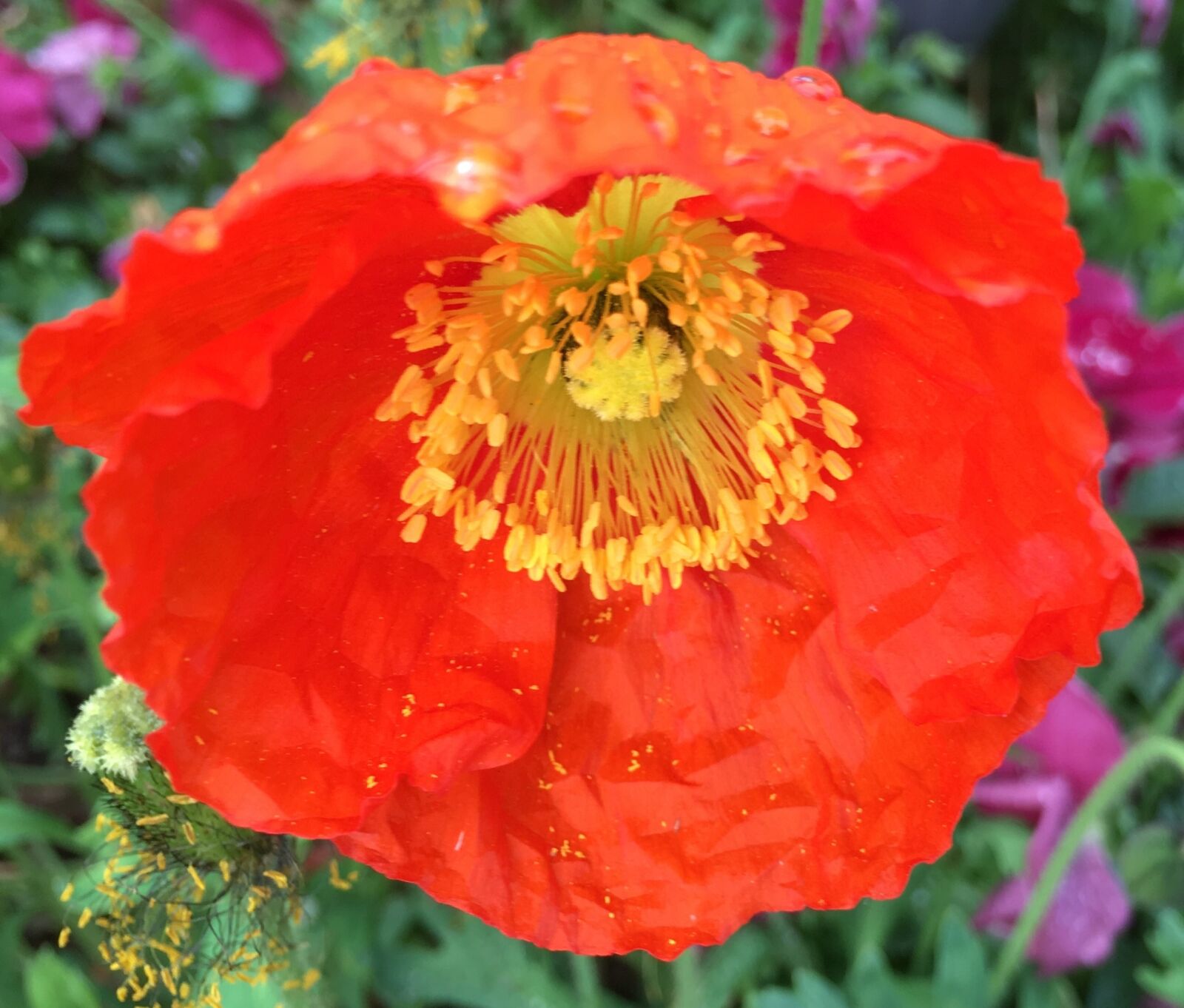 Apple iPhone 6s Plus sample photo. Poppy, orange poppy, orange photography
