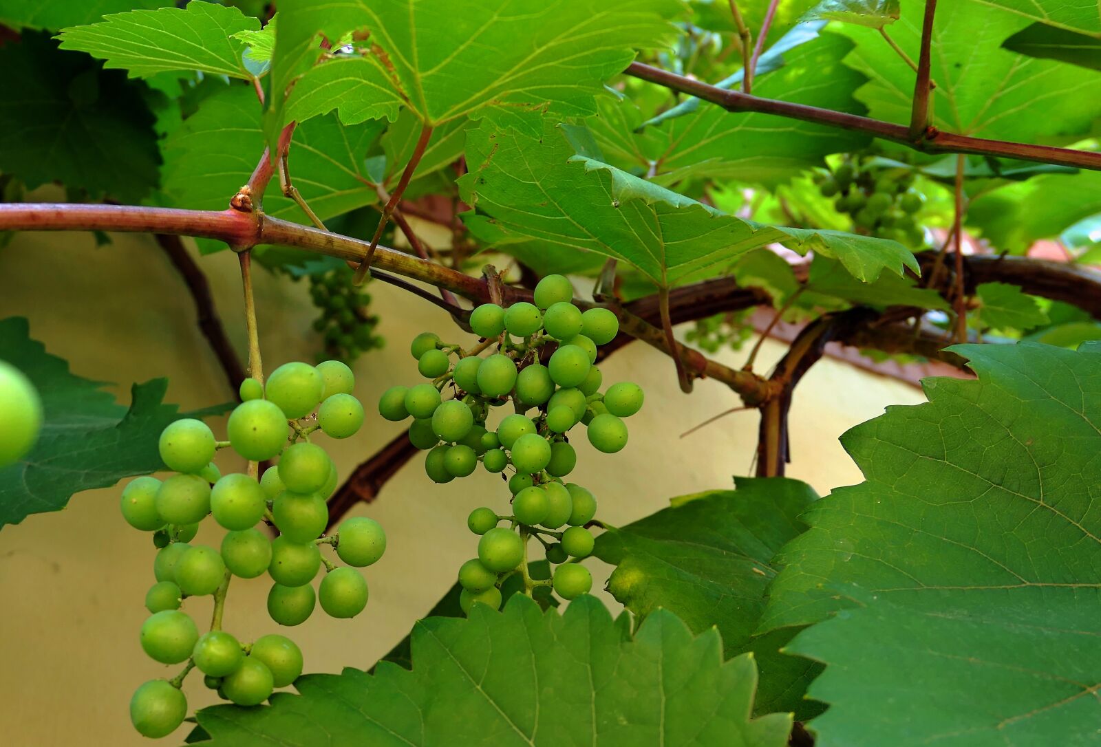 Panasonic Lumix DMC-LX10 (Lumix DMC-LX15) sample photo. Wine, grapes, vine photography