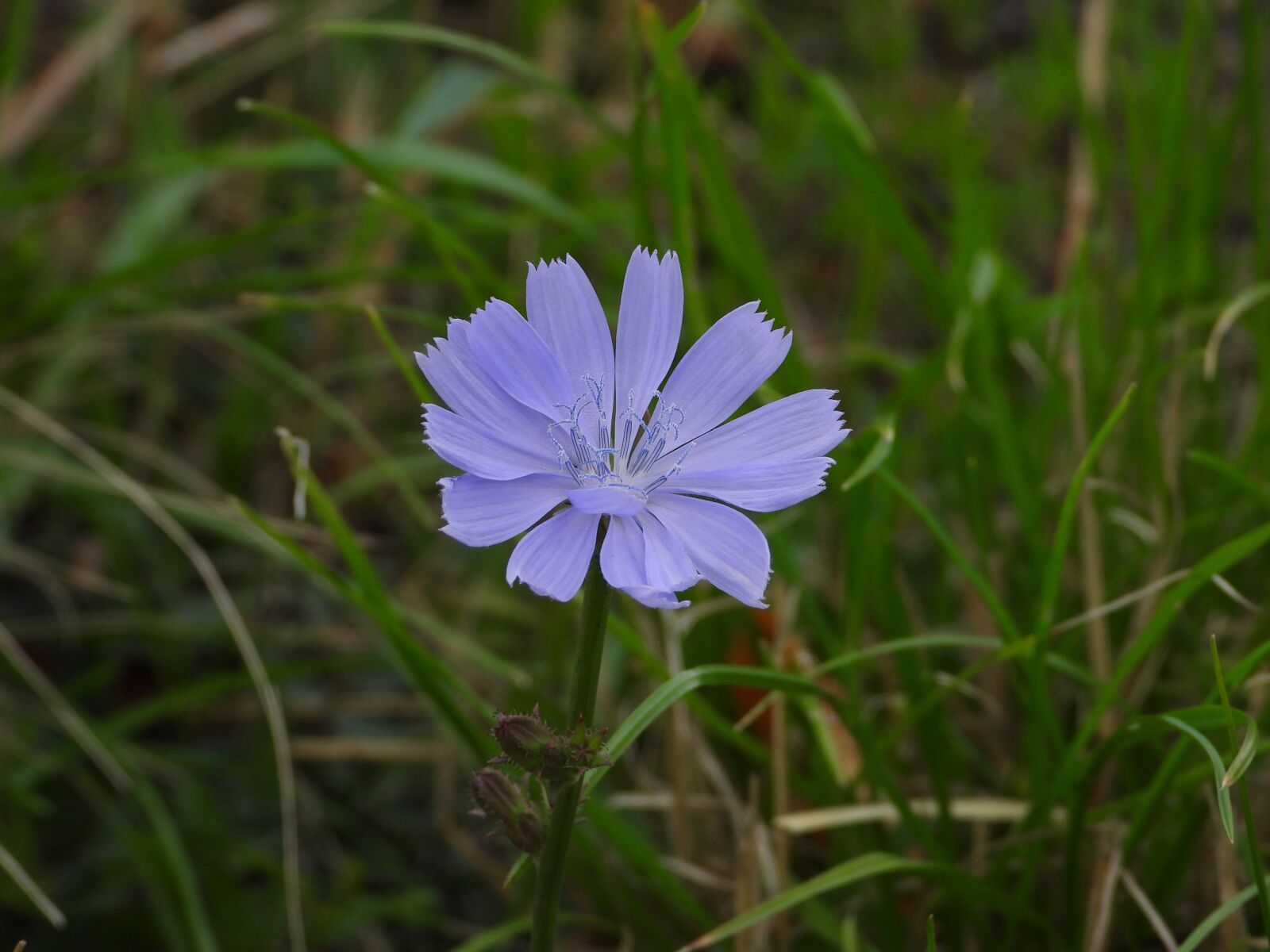 Nikon Coolpix P1000 sample photo. Flower, blue, field photography