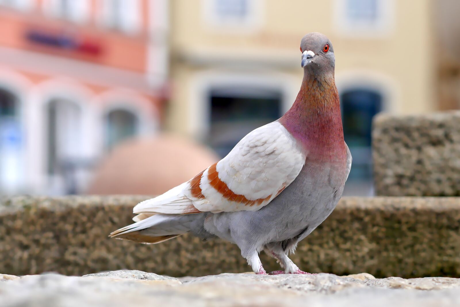 Panasonic Lumix DMC-GX8 sample photo. Dove, bird, feather photography