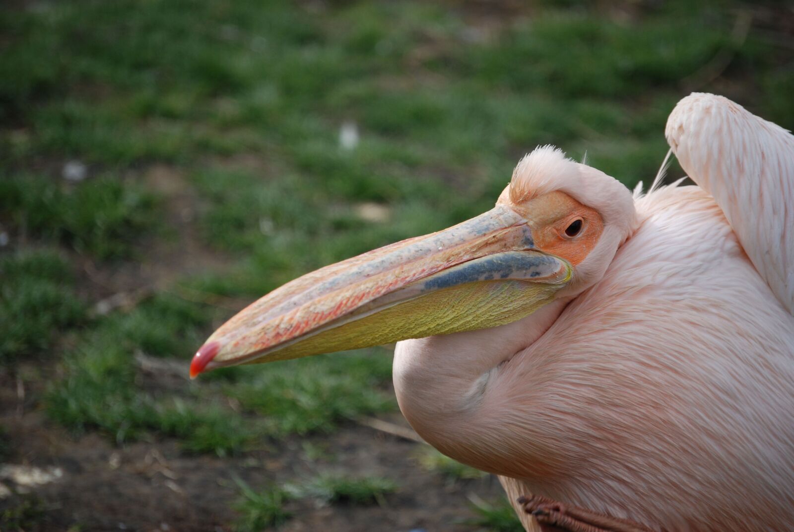 Nikon D80 sample photo. Pelican, pelecanus onocrotalus, beak photography