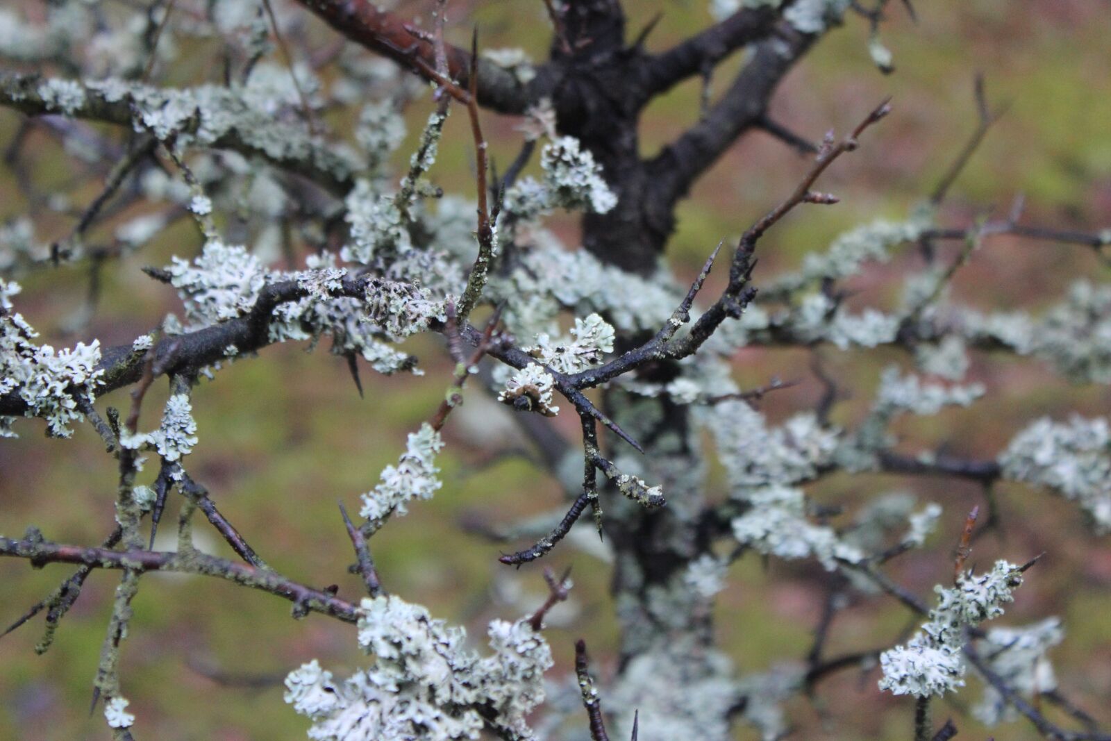 Canon EOS 600D (Rebel EOS T3i / EOS Kiss X5) sample photo. Forest, tree, the bark photography