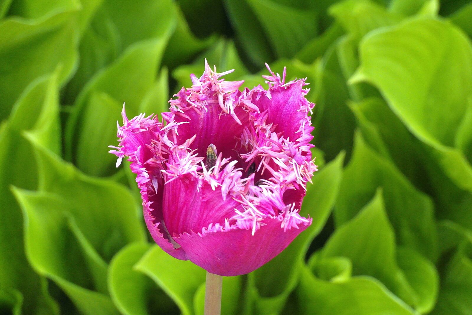 Samsung WB750 sample photo. Tulip, jagged, wielopłatkowy photography