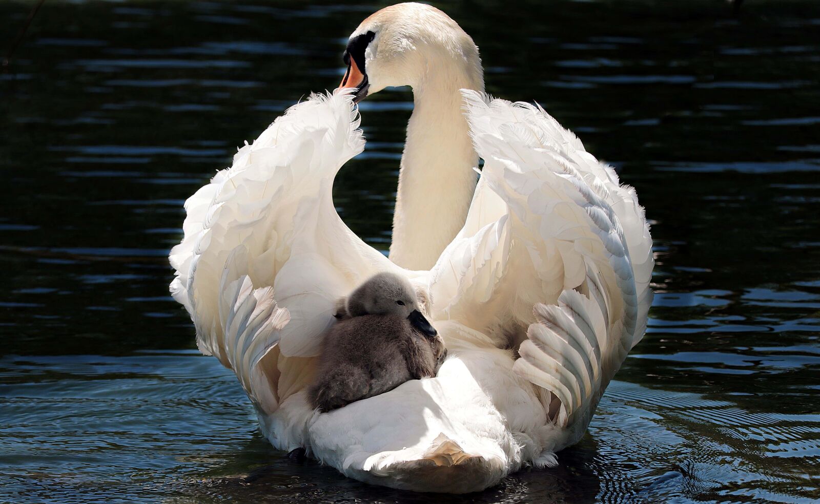 Canon EOS 80D sample photo. Swan, wildlife, waterfowl, goose photography