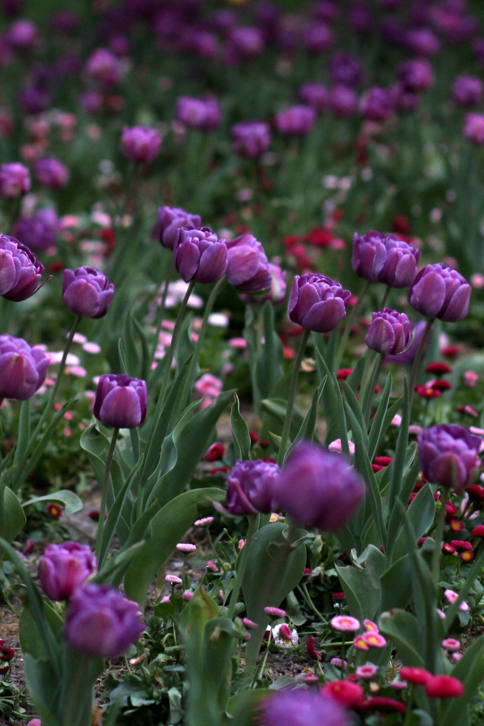 Canon EOS 700D (EOS Rebel T5i / EOS Kiss X7i) + Canon EF 85mm F1.8 USM sample photo. Tulips, mov, flowers photography