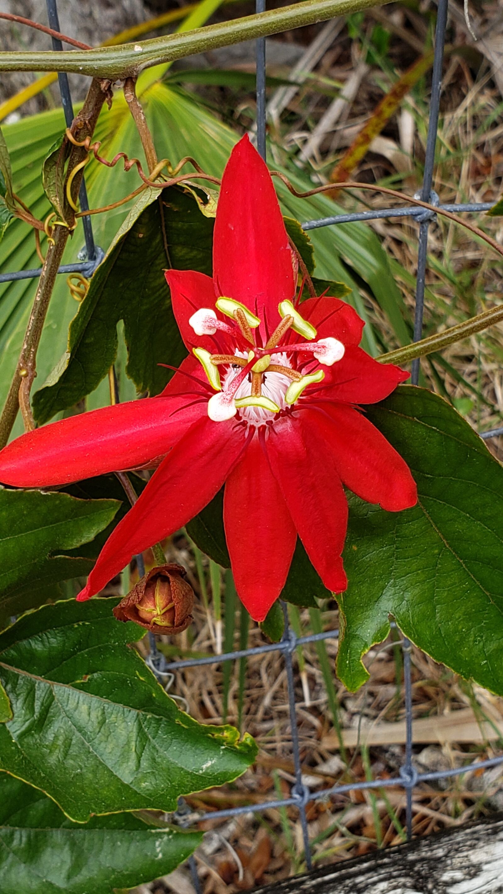 Samsung Galaxy Note9 sample photo. Wild vine, florida, red photography