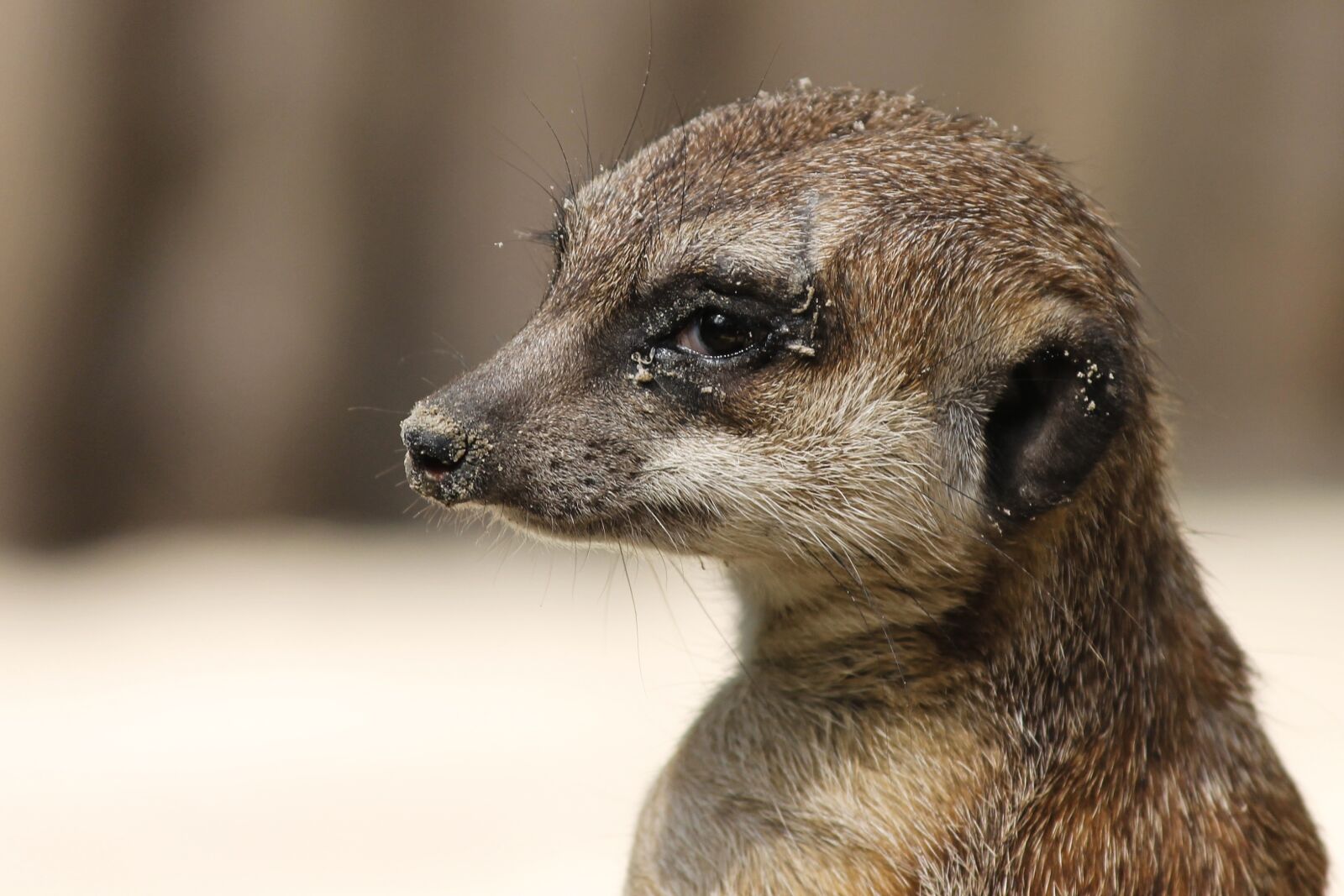 Canon EOS 1100D (EOS Rebel T3 / EOS Kiss X50) sample photo. Meerkat, mongoose, scharrtier photography