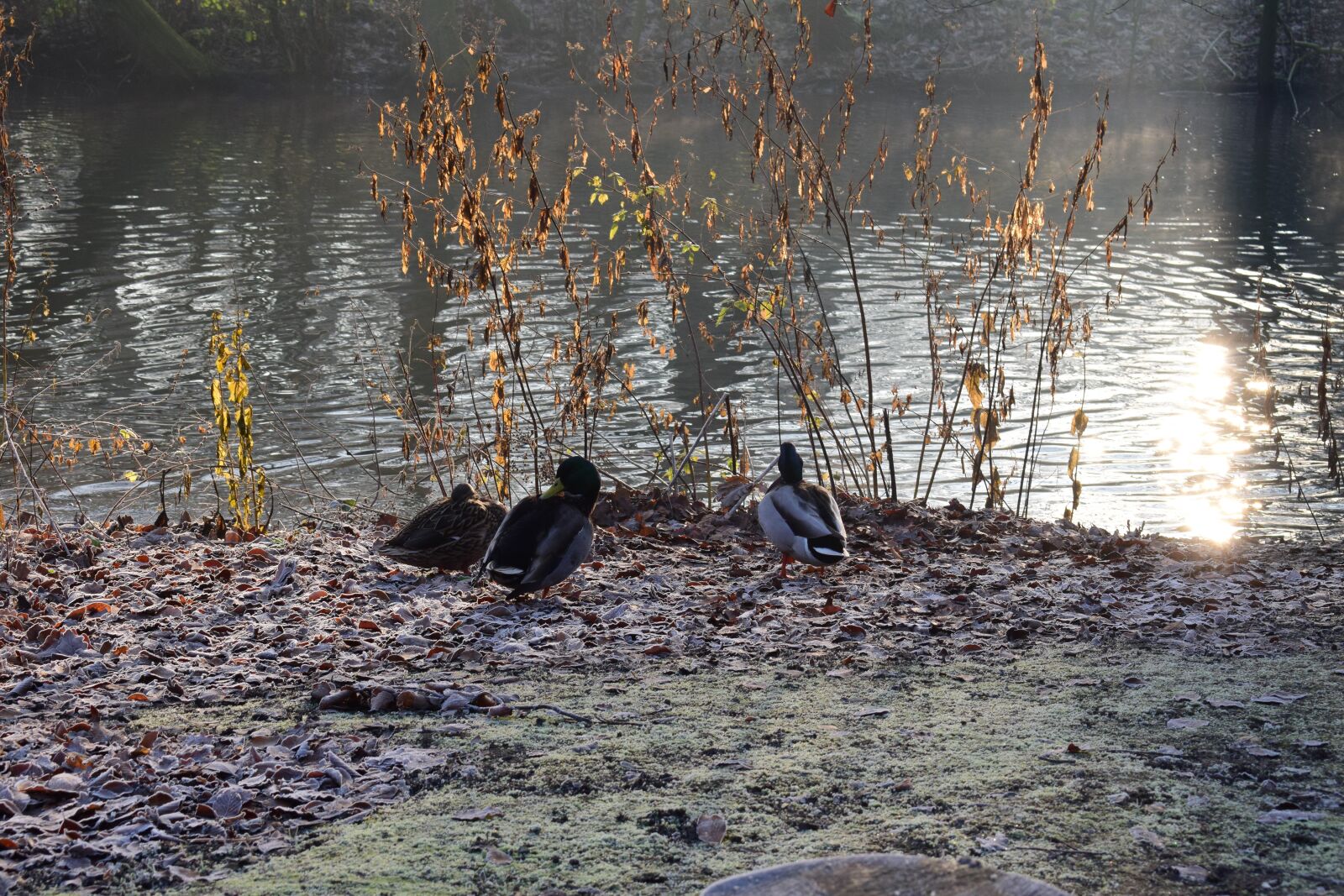 Nikon D5300 sample photo. Ducks, river, water photography