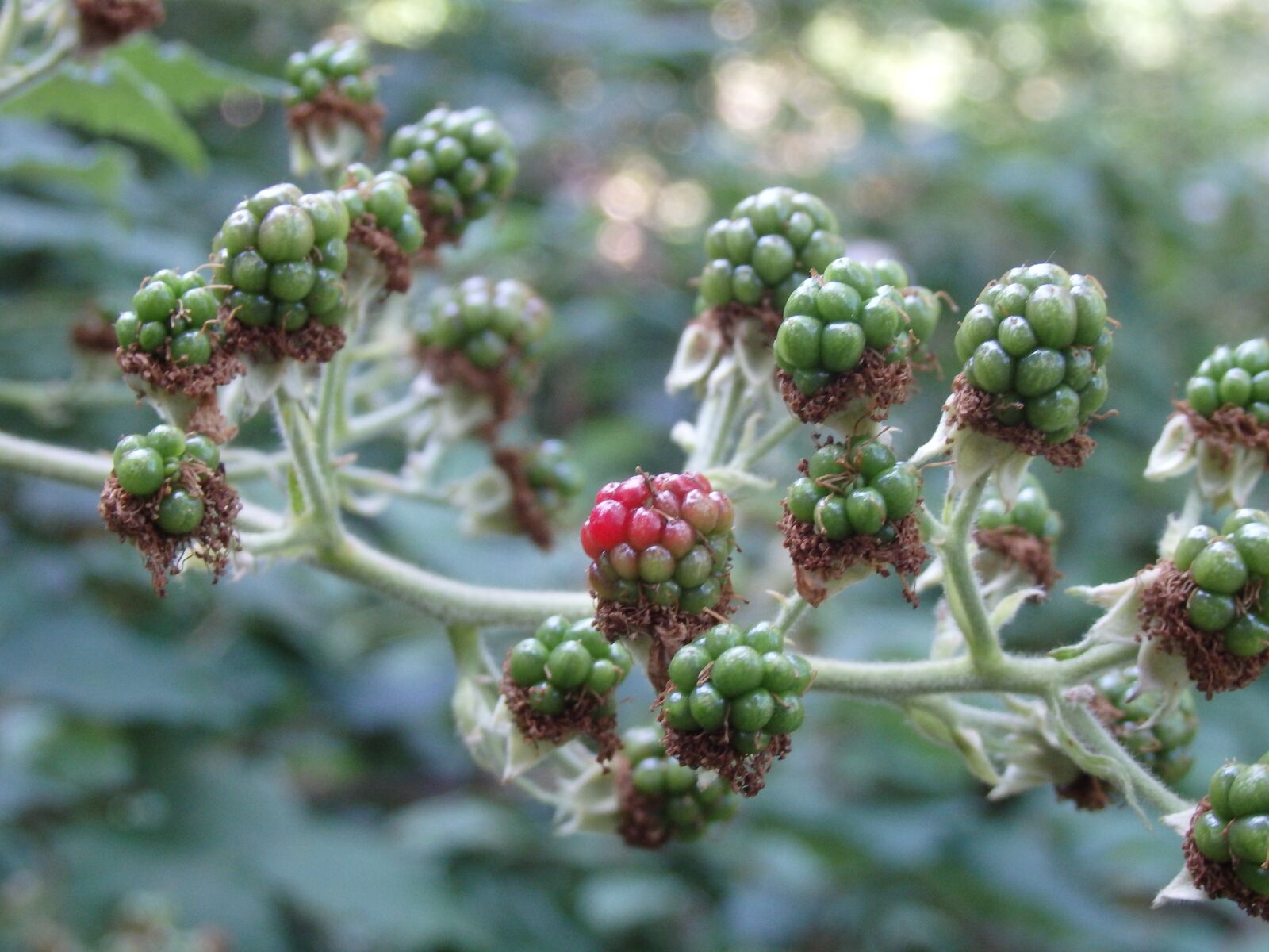 Olympus SH-60 sample photo. Blackberry, unripe berries, fruit photography